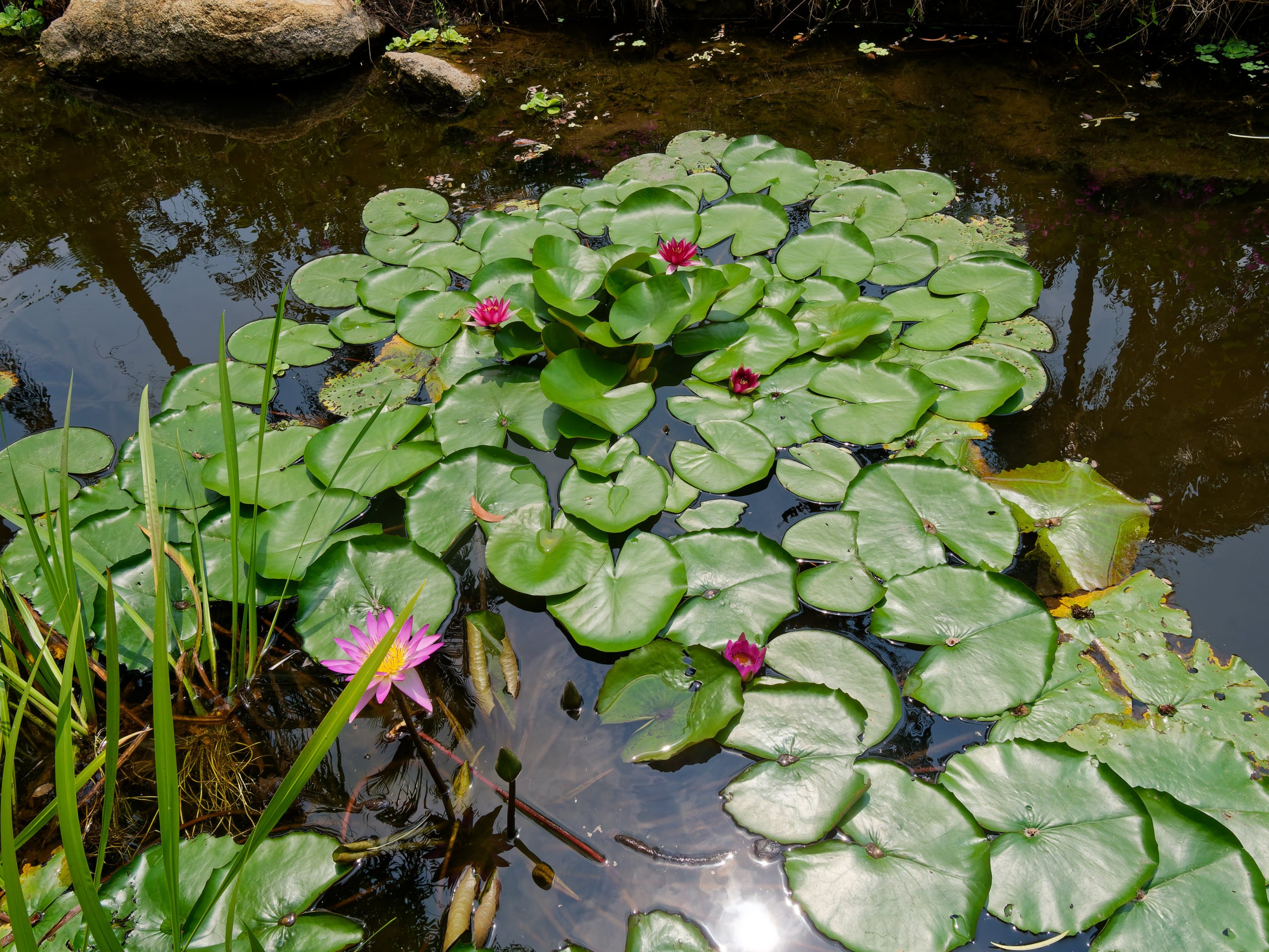 Хайнань 2026, флора, цветы и деревья. Фотопрогулки по Миру