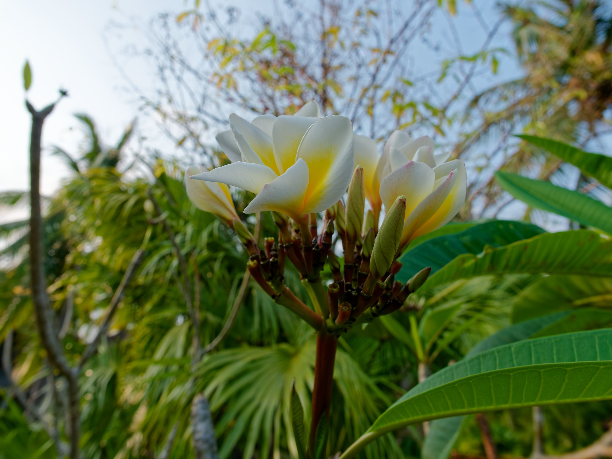 Хайнань 2026, флора, цветы и деревья. Фотопрогулки по Миру