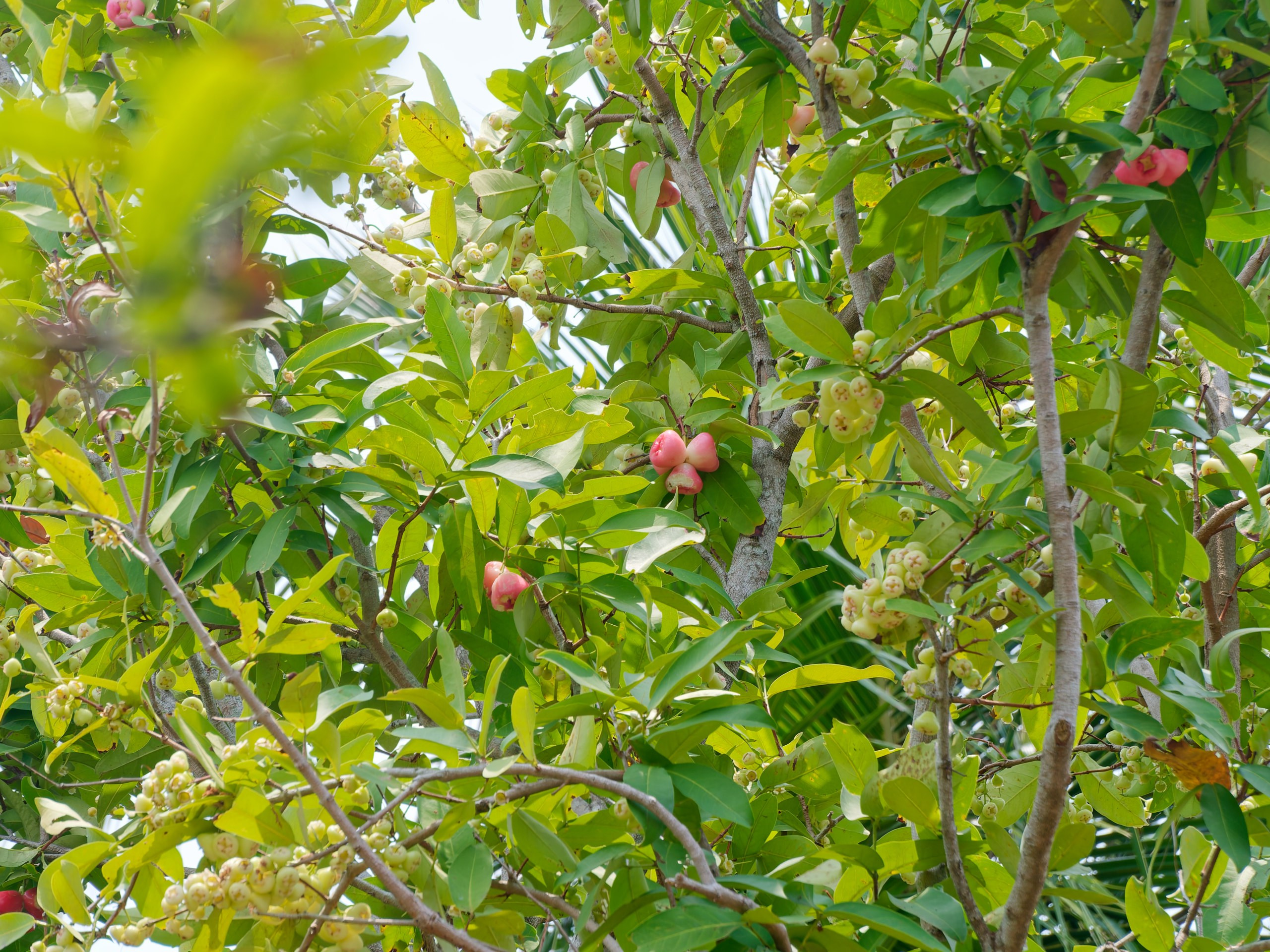 Хайнань 2026, флора, цветы и деревья. Фотопрогулки по Миру