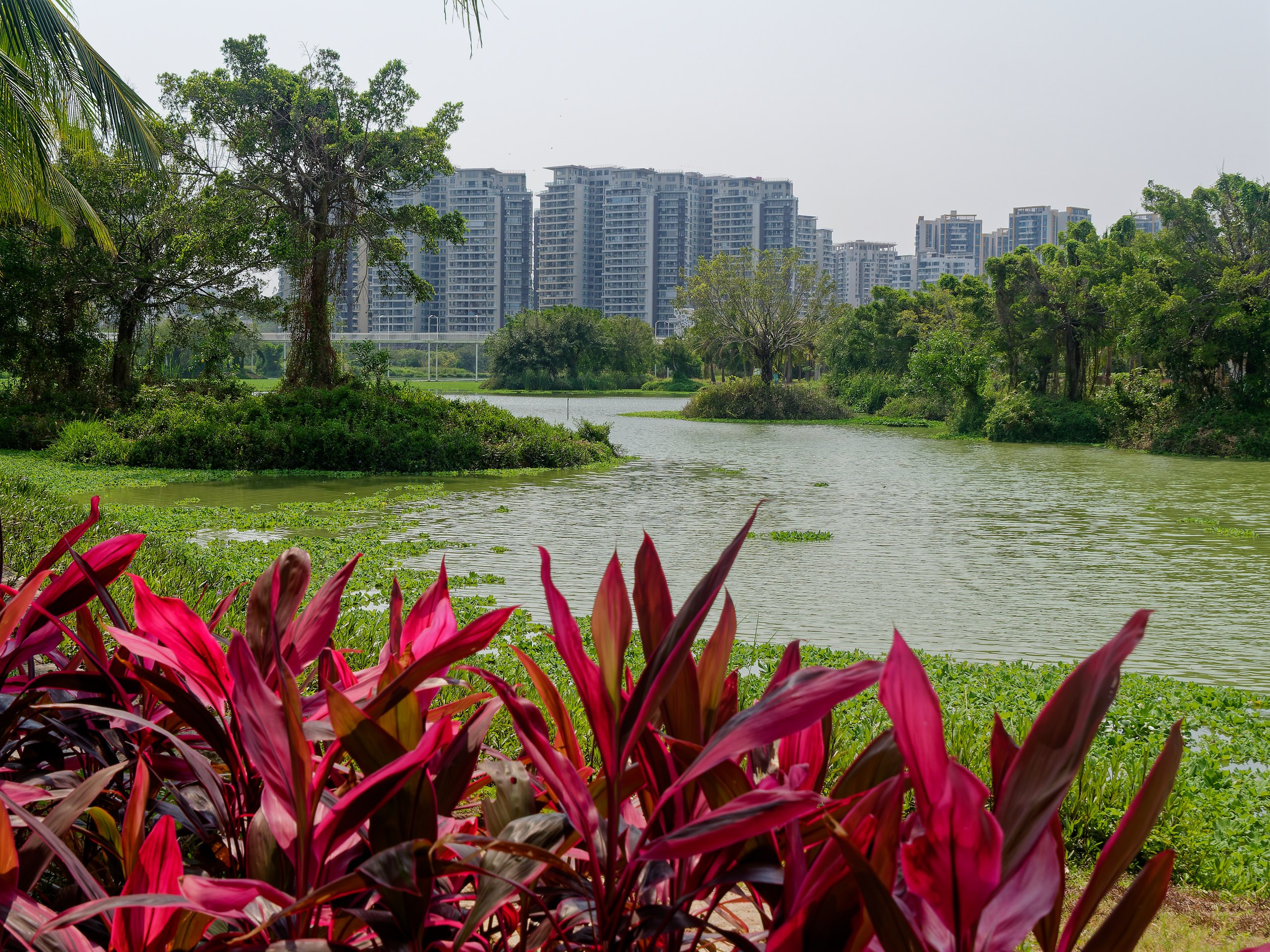 Хайнань 2026, флора, цветы и деревья. Фотопрогулки по Миру