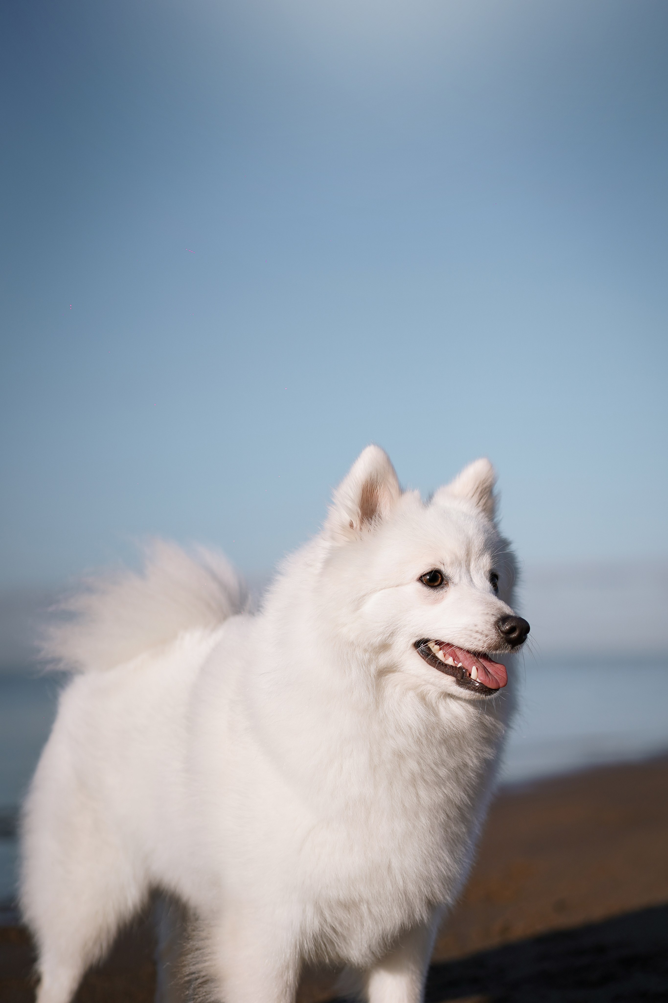 Саша Моня и Гати. Фотограф-анималист в Санкт-Петербурге Яна Мартынова