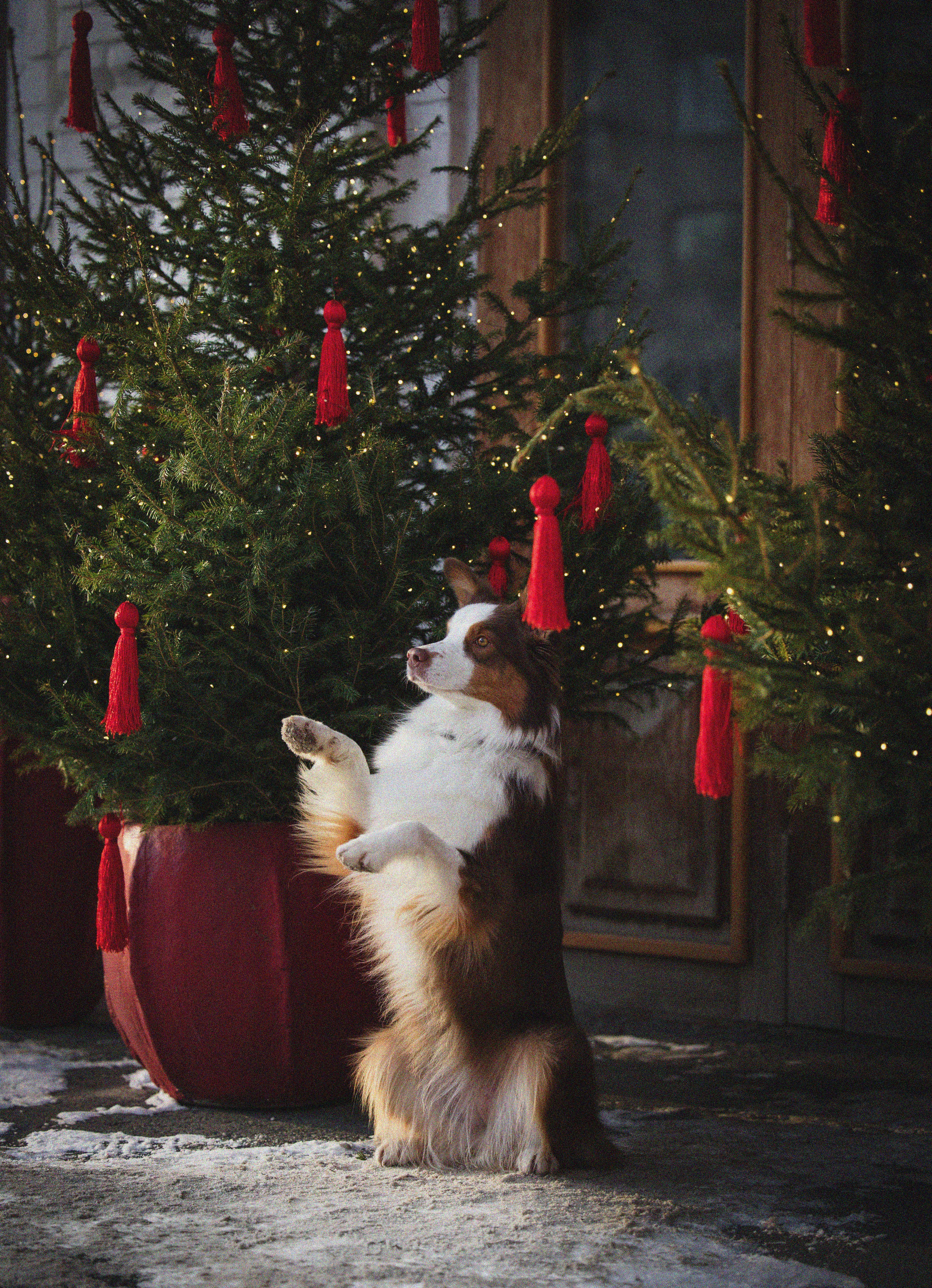Портфолио. Фотограф-анималист в Екатеринбурге Марина Шишкина
