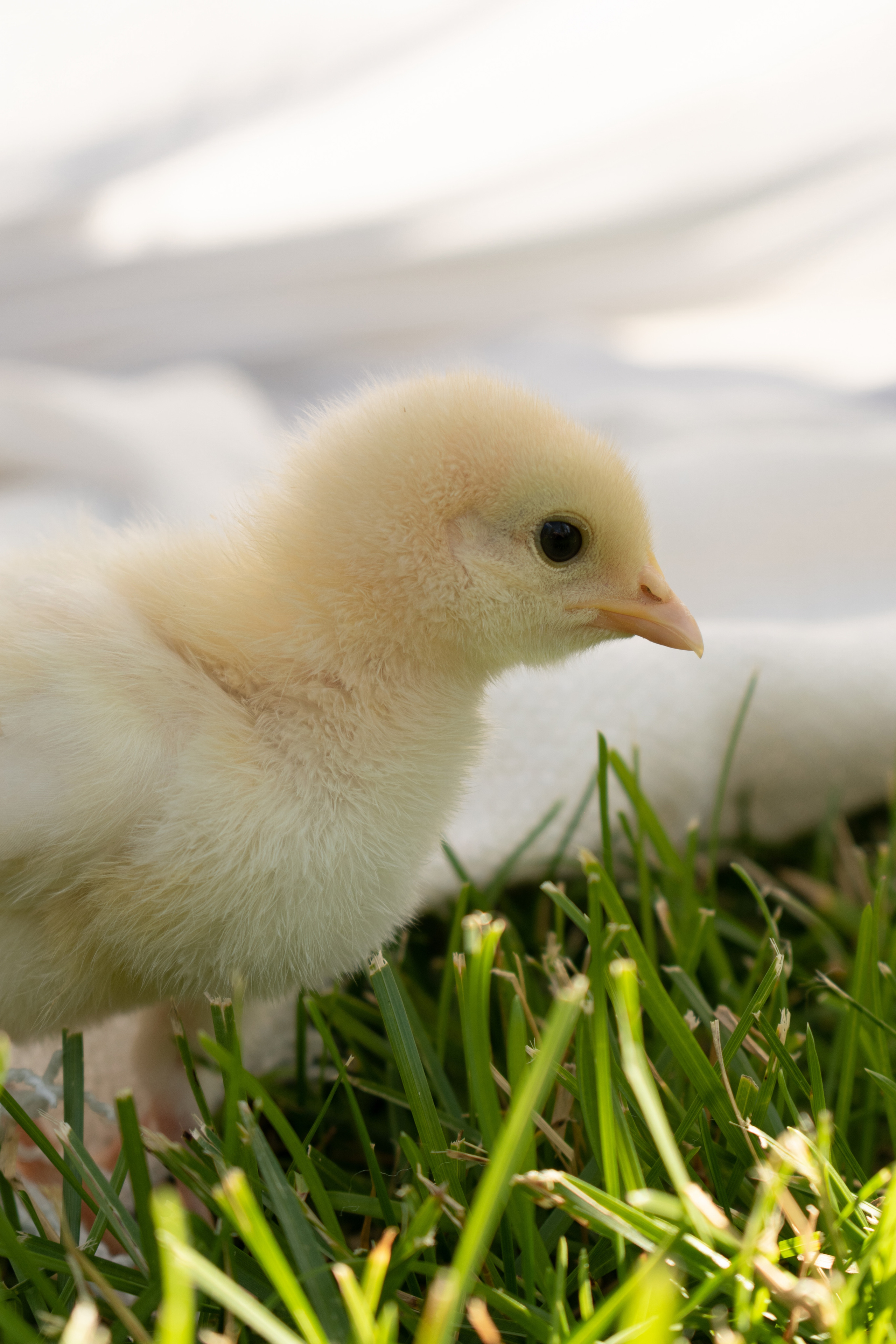 Елена Задорина — семейный, детский и событийный фотограф. Елена Задорина