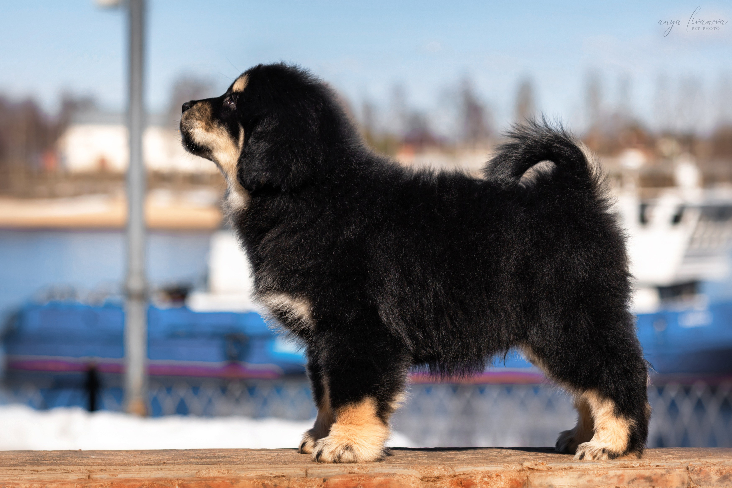 Тибеты. Фотограф анималист Аня Ливанова | Рыбинск