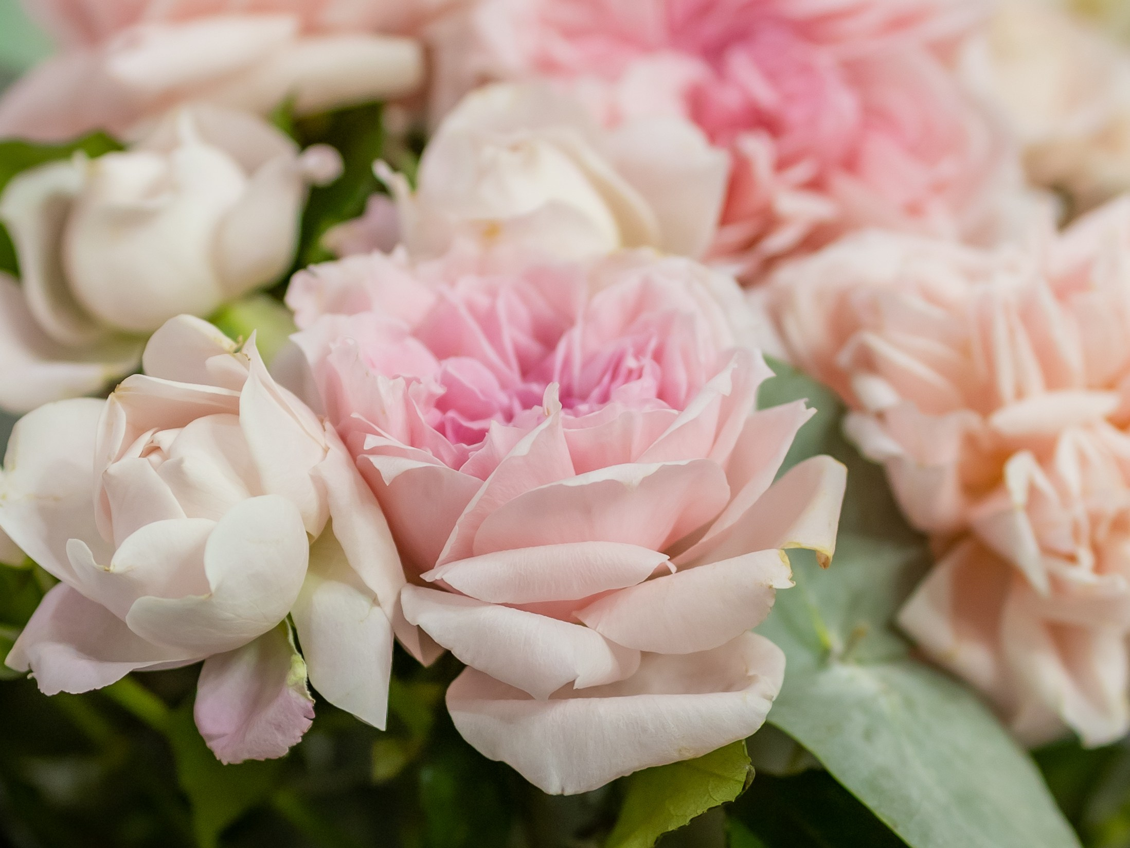 Цветы-Экспо 2024. Фотосессии и репортаж — Фотограф в Москве — Рина Серёгина