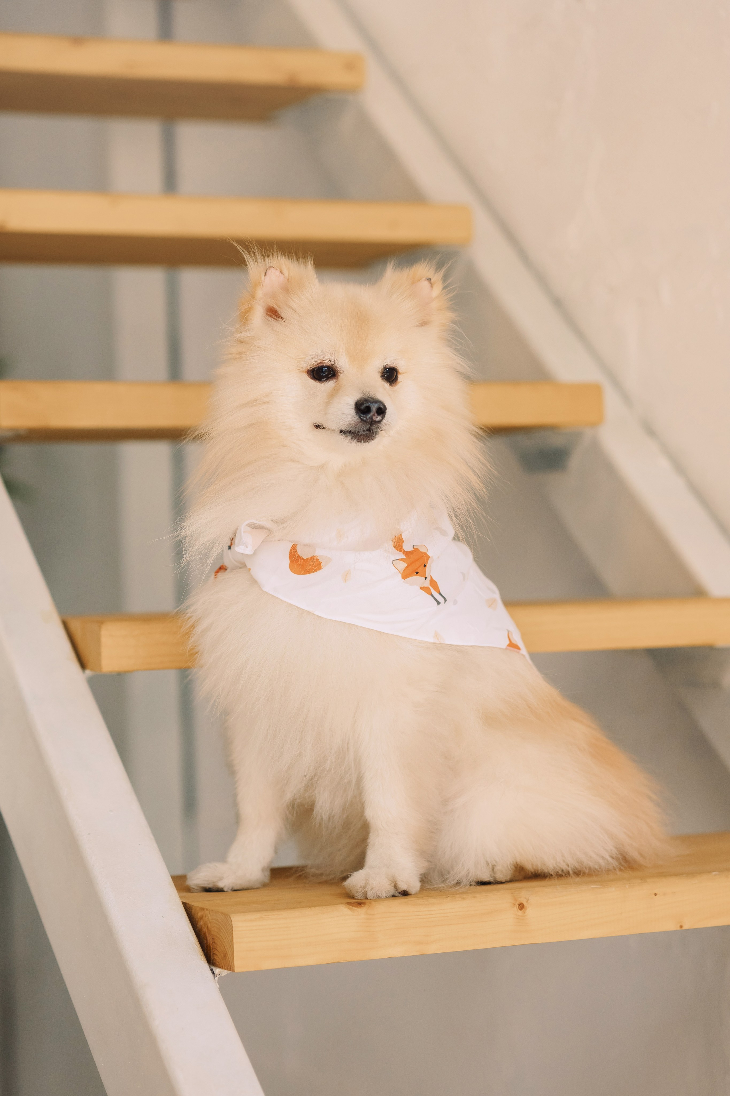 Магазин Friend of mine. Фотограф-анималист Елена Радченко, Москва