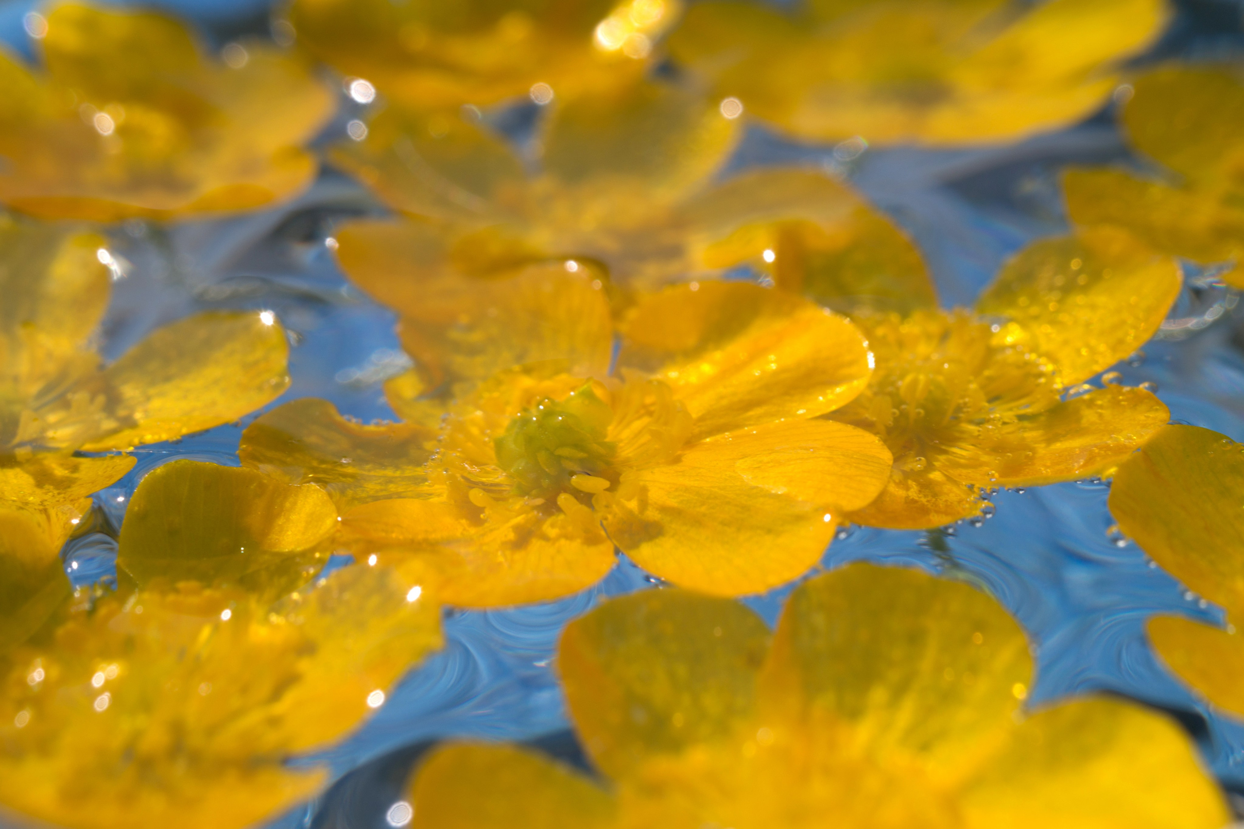 Макро. Фотограф Лагутин Анатолий