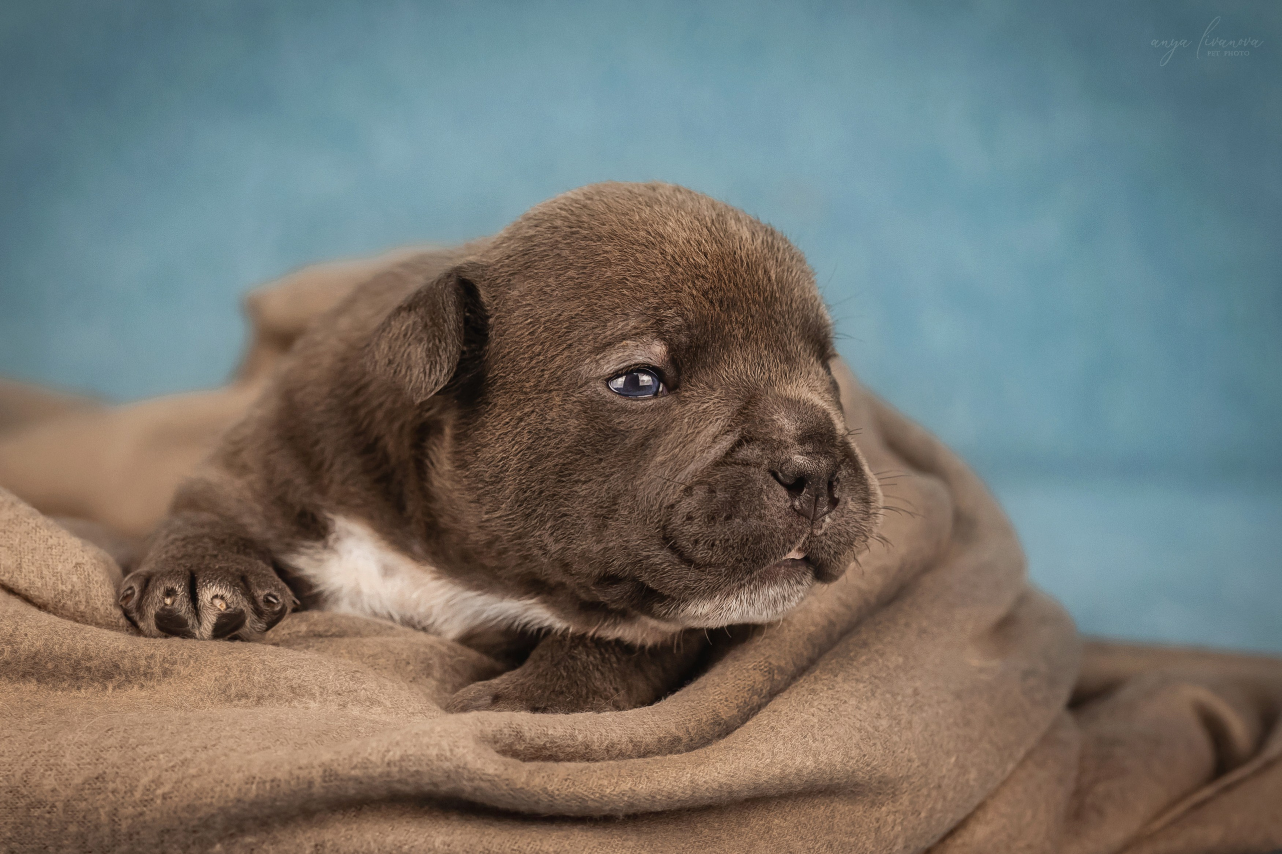 Амбулли. Фотограф анималист Аня Ливанова | Рыбинск