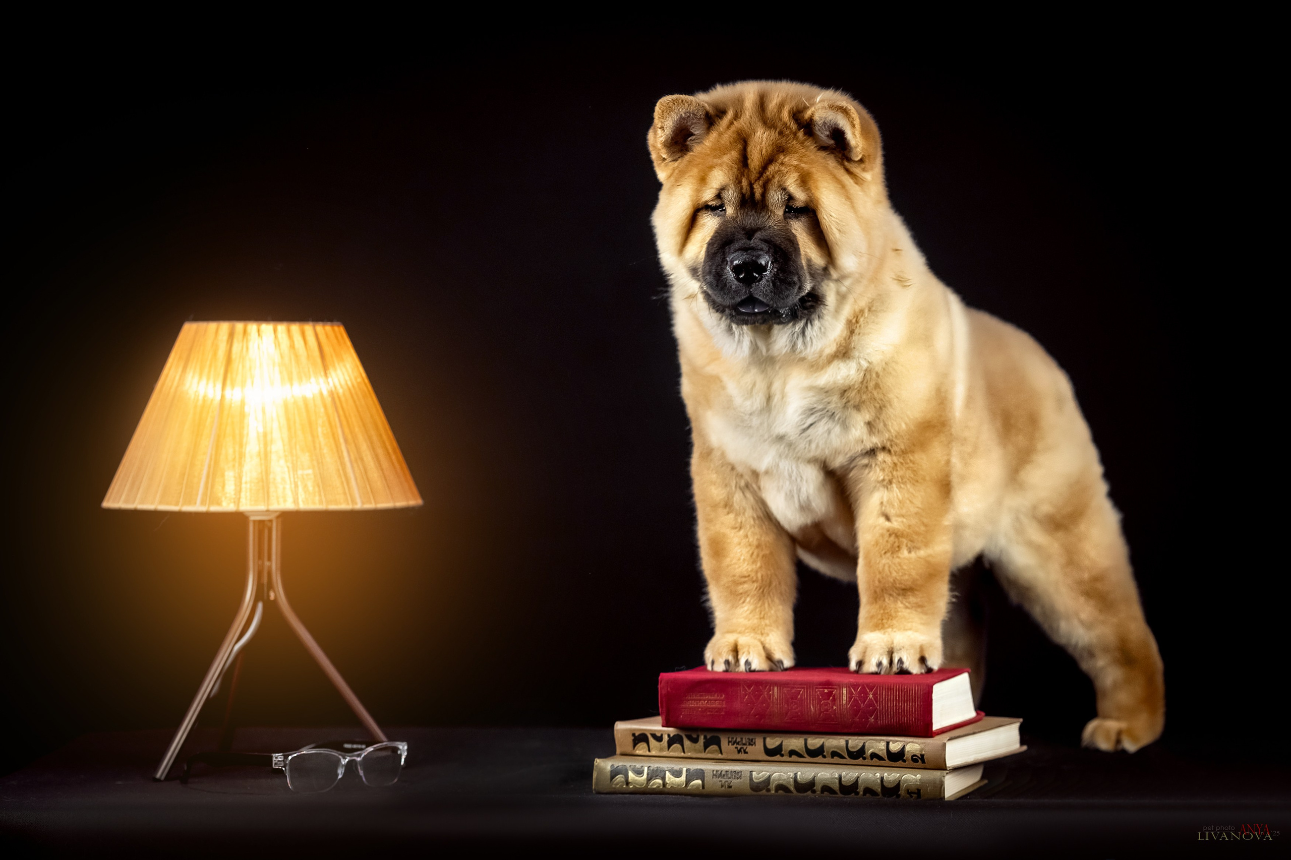 Смуфы. Фотограф анималист Аня Ливанова | Рыбинск