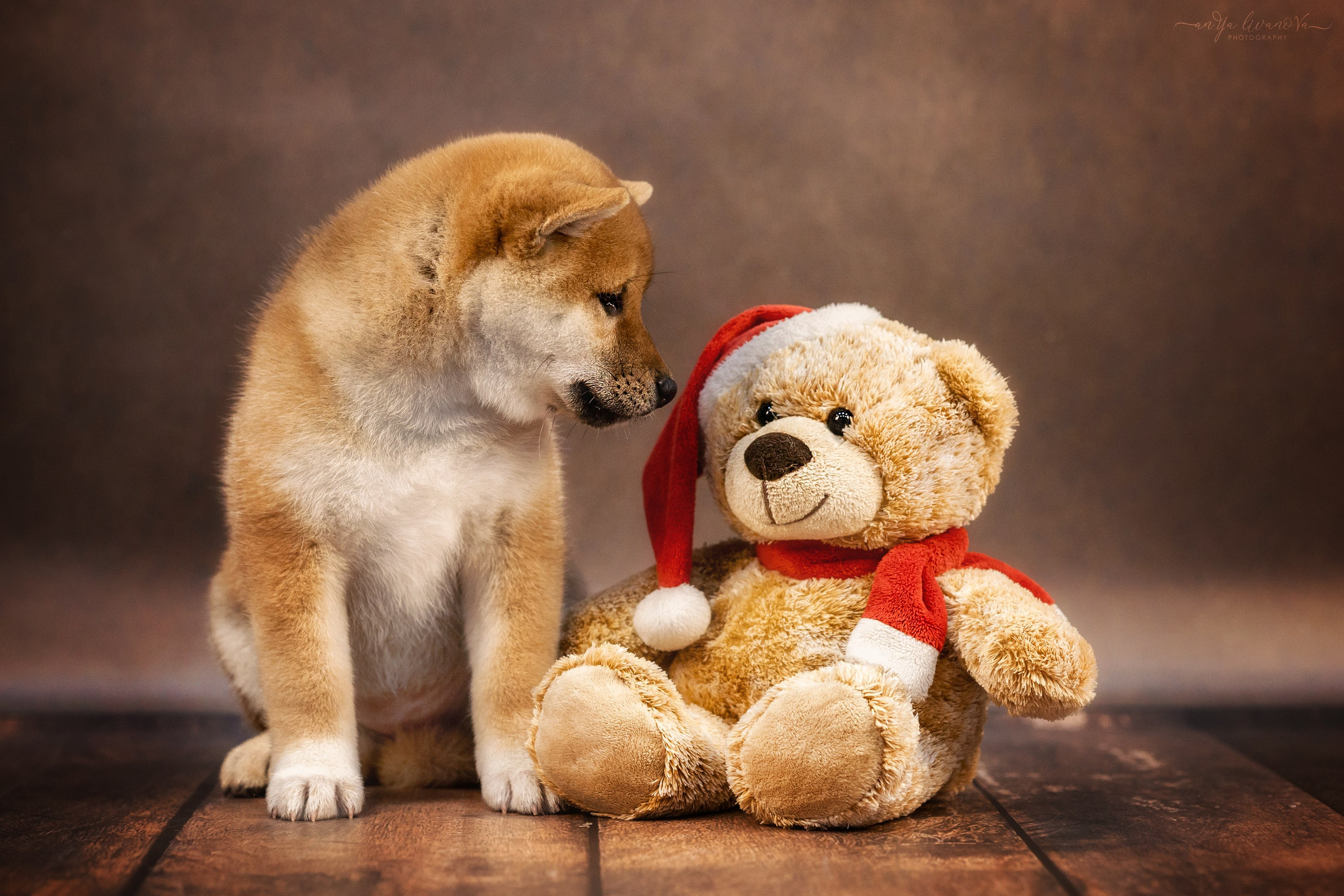 Сибушки. Фотограф анималист Аня Ливанова | Рыбинск