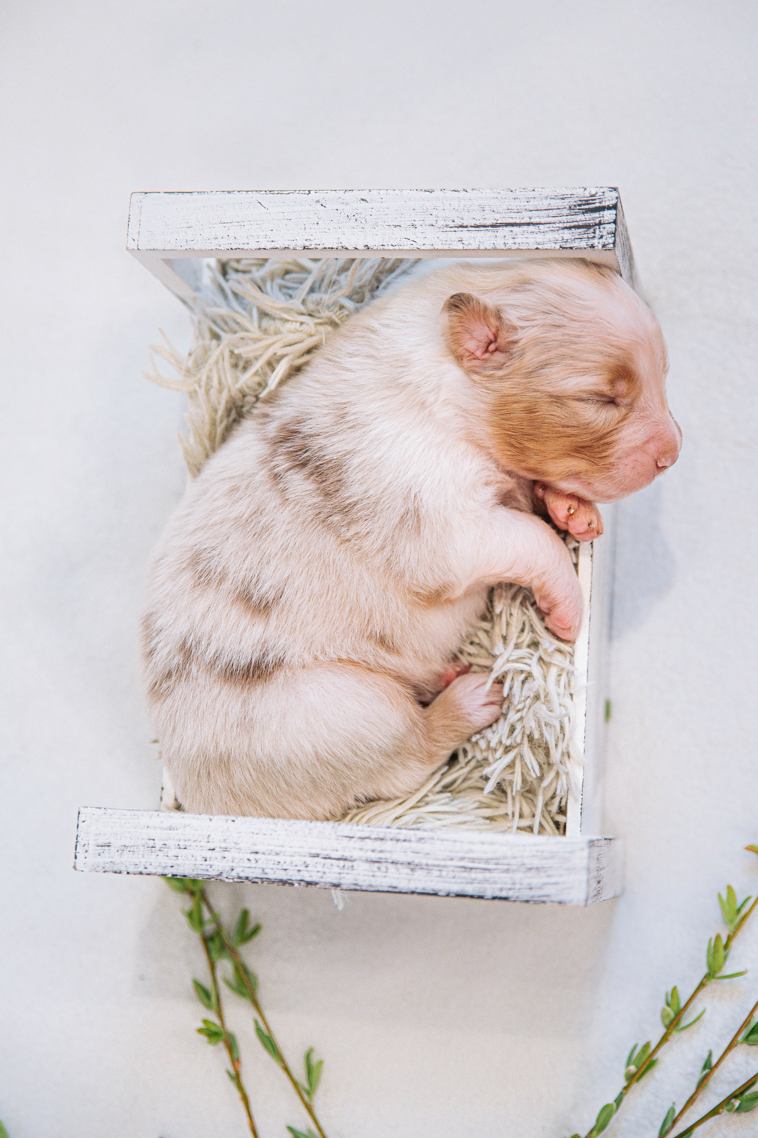 Аусси щенки нью борн. Главная