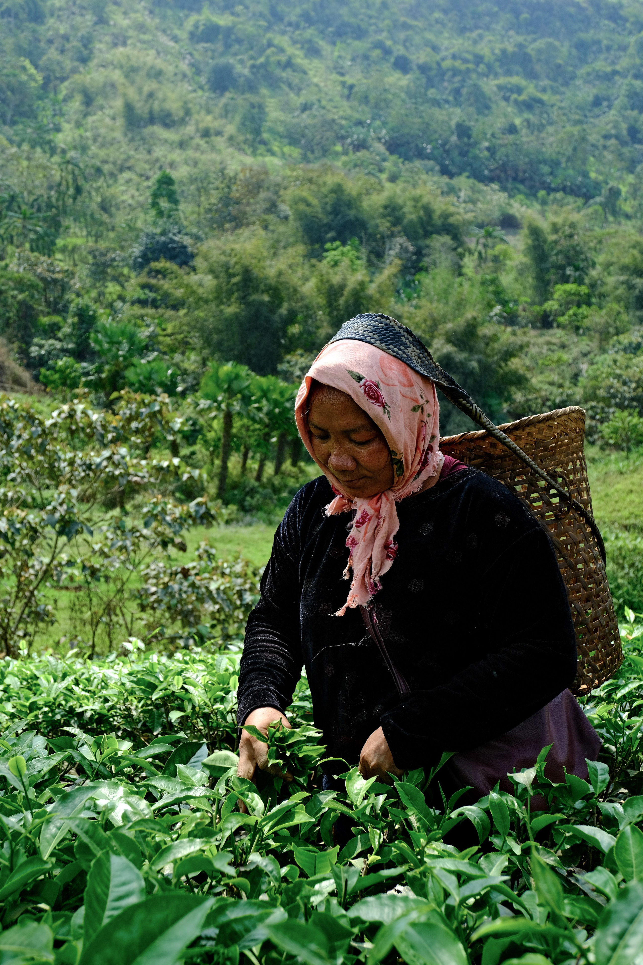 Ассам и Казиранга. Фотографии из путешествий