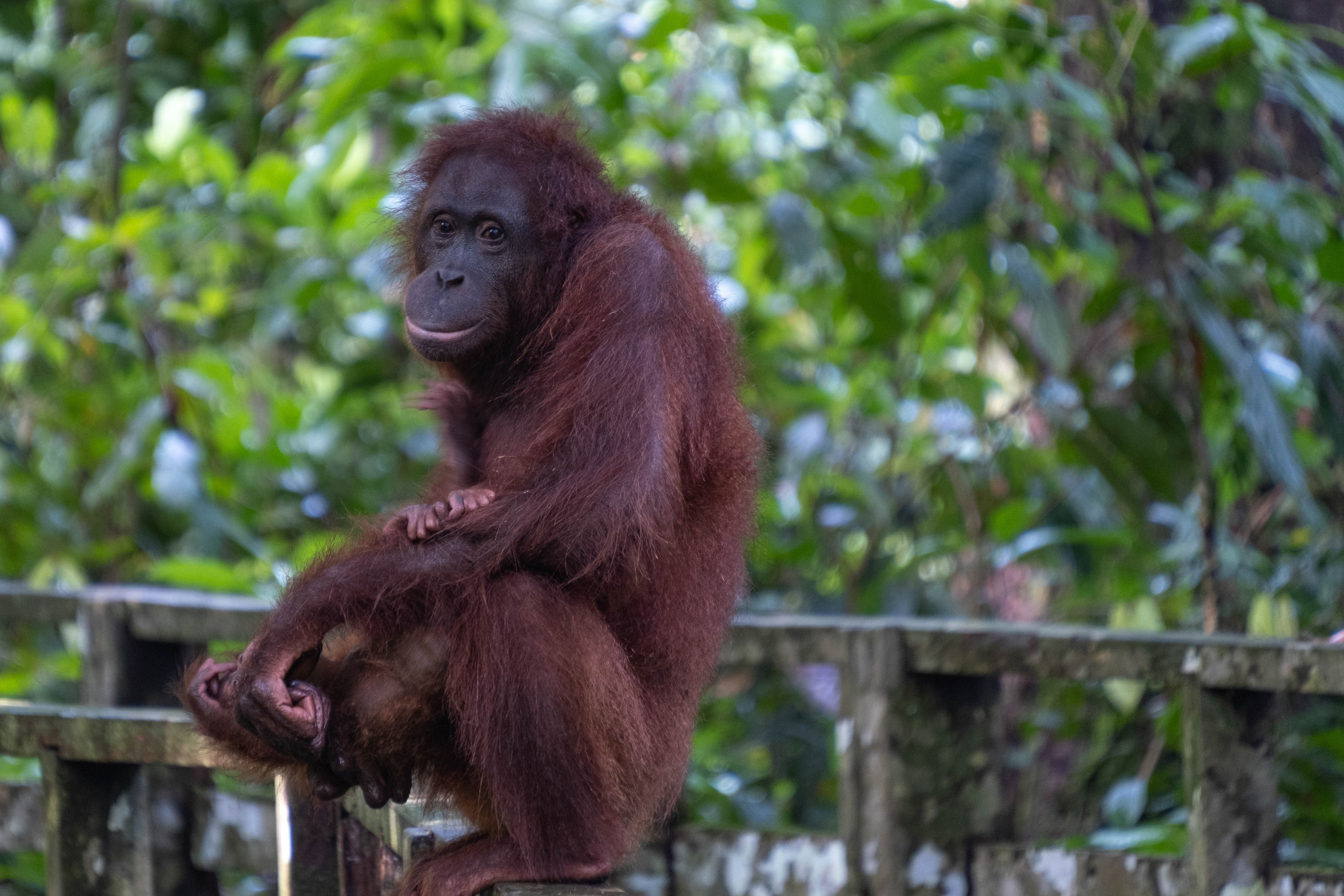 О. Борнео, г. Сандакан. В мире животных. Фотографии из путешествий