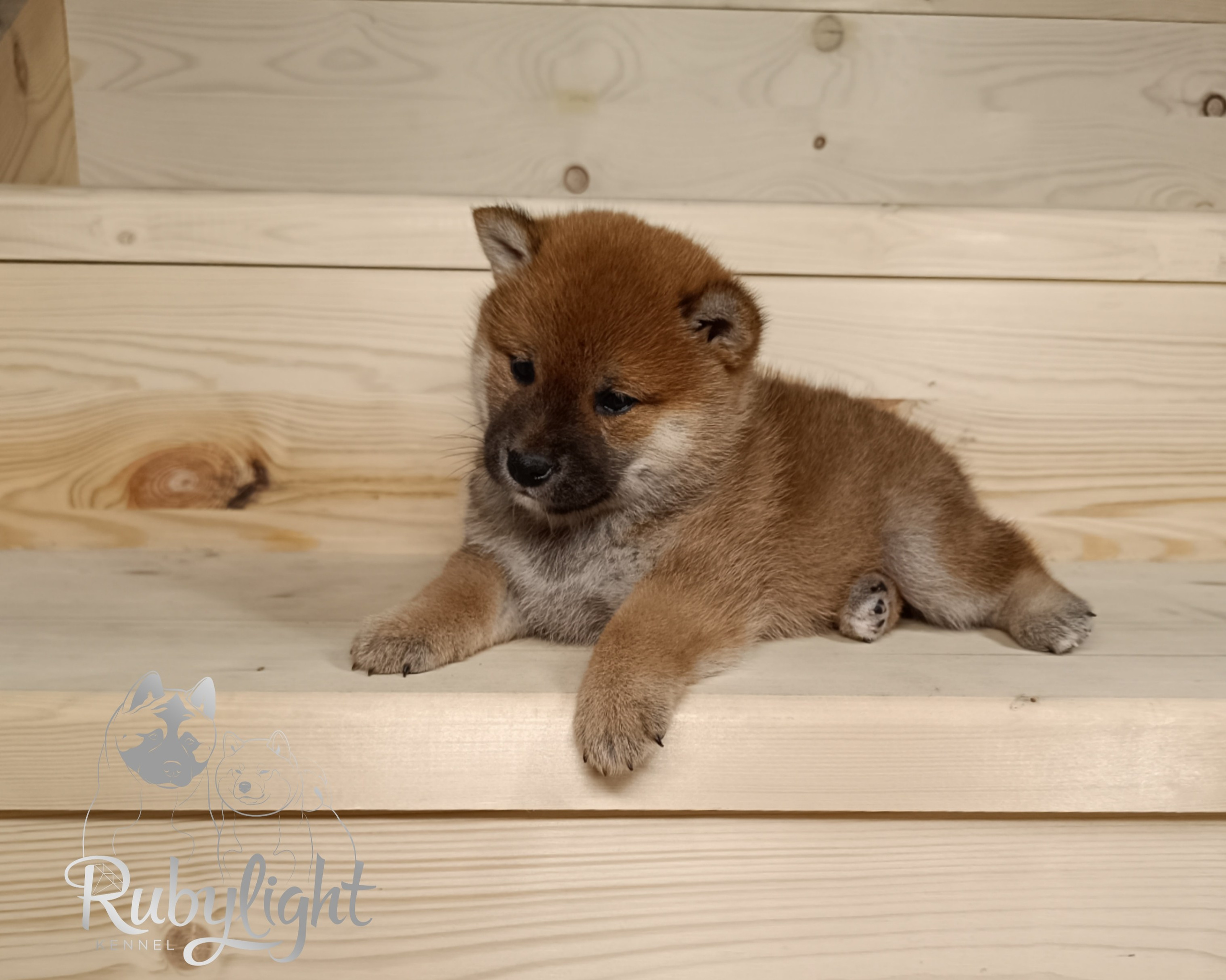 Сиба Rubylight Ellis питомник Рубилайт 