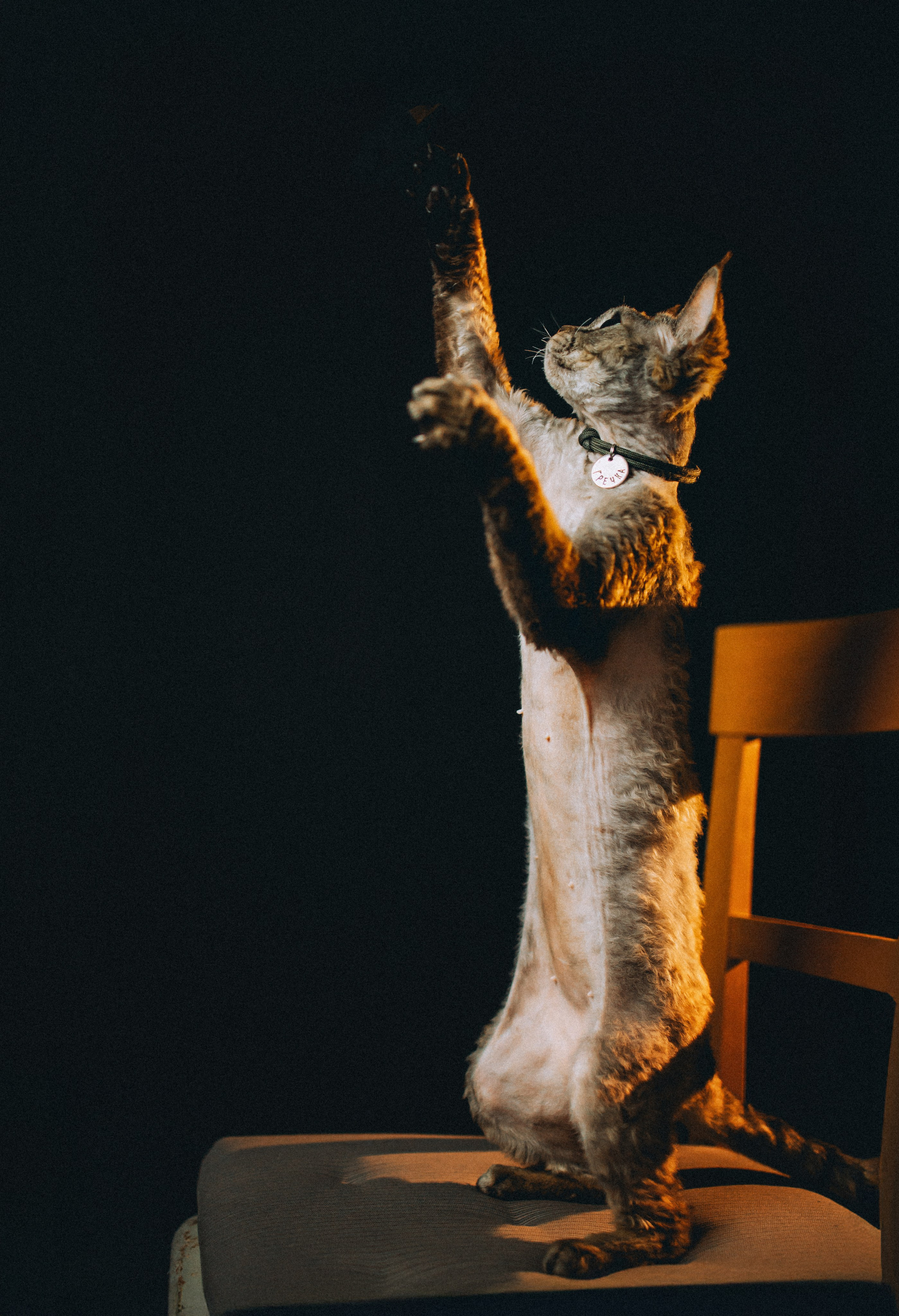 Гречка, Ковш и их семья