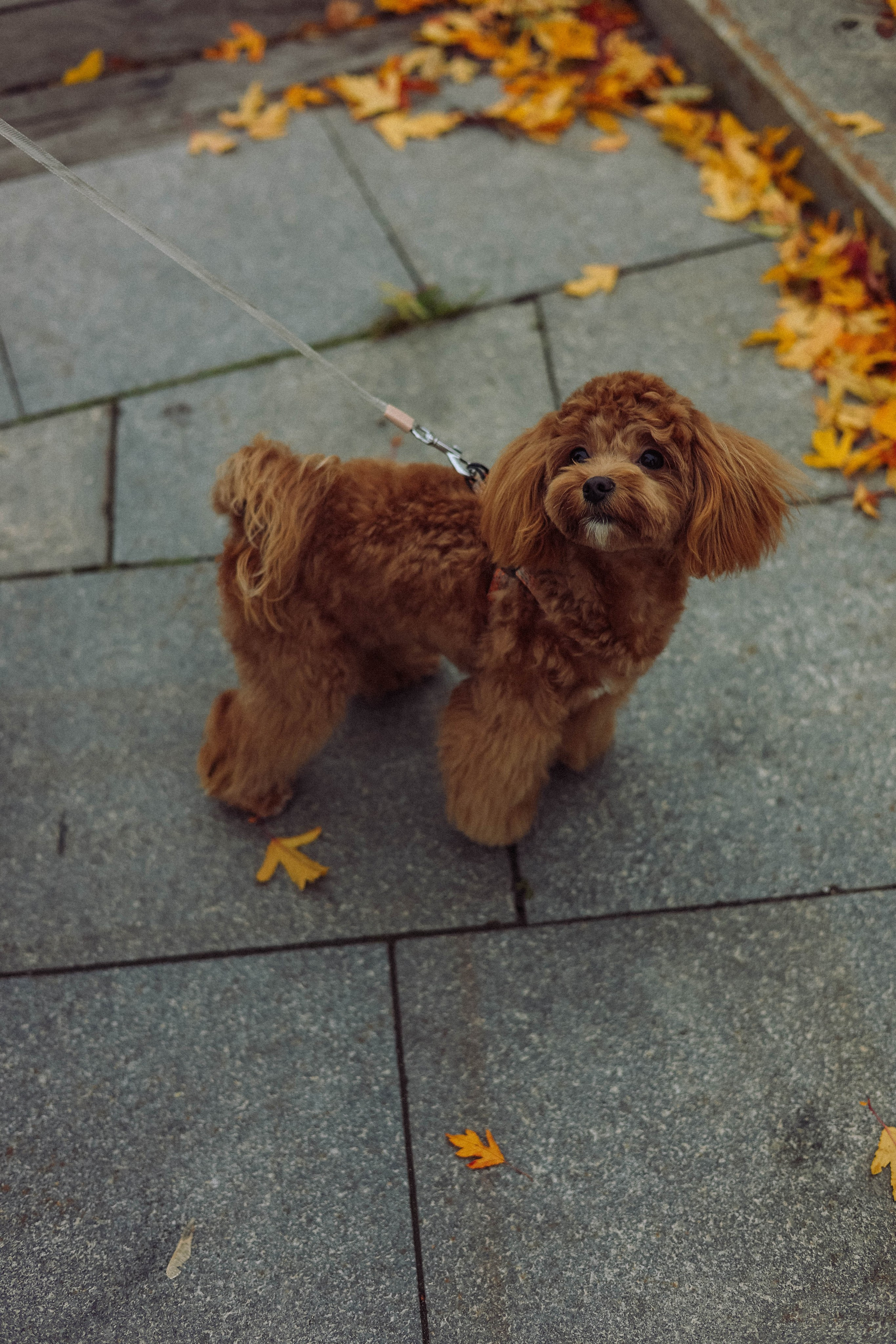 Кира. Фотограф в Москве Анастасия Калинина