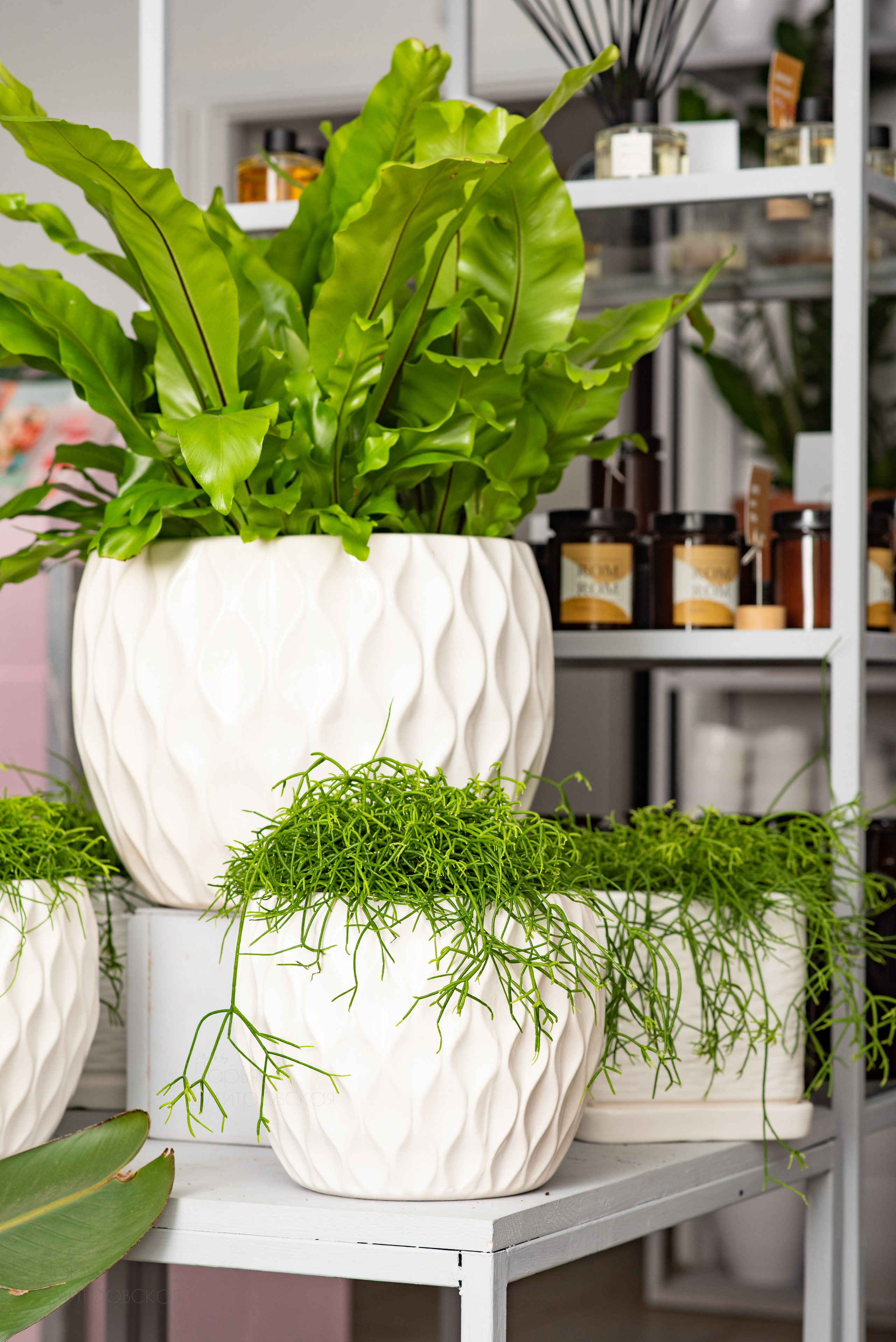 Room Room Plant. Фотограф в Москве Дмитровская Дарья