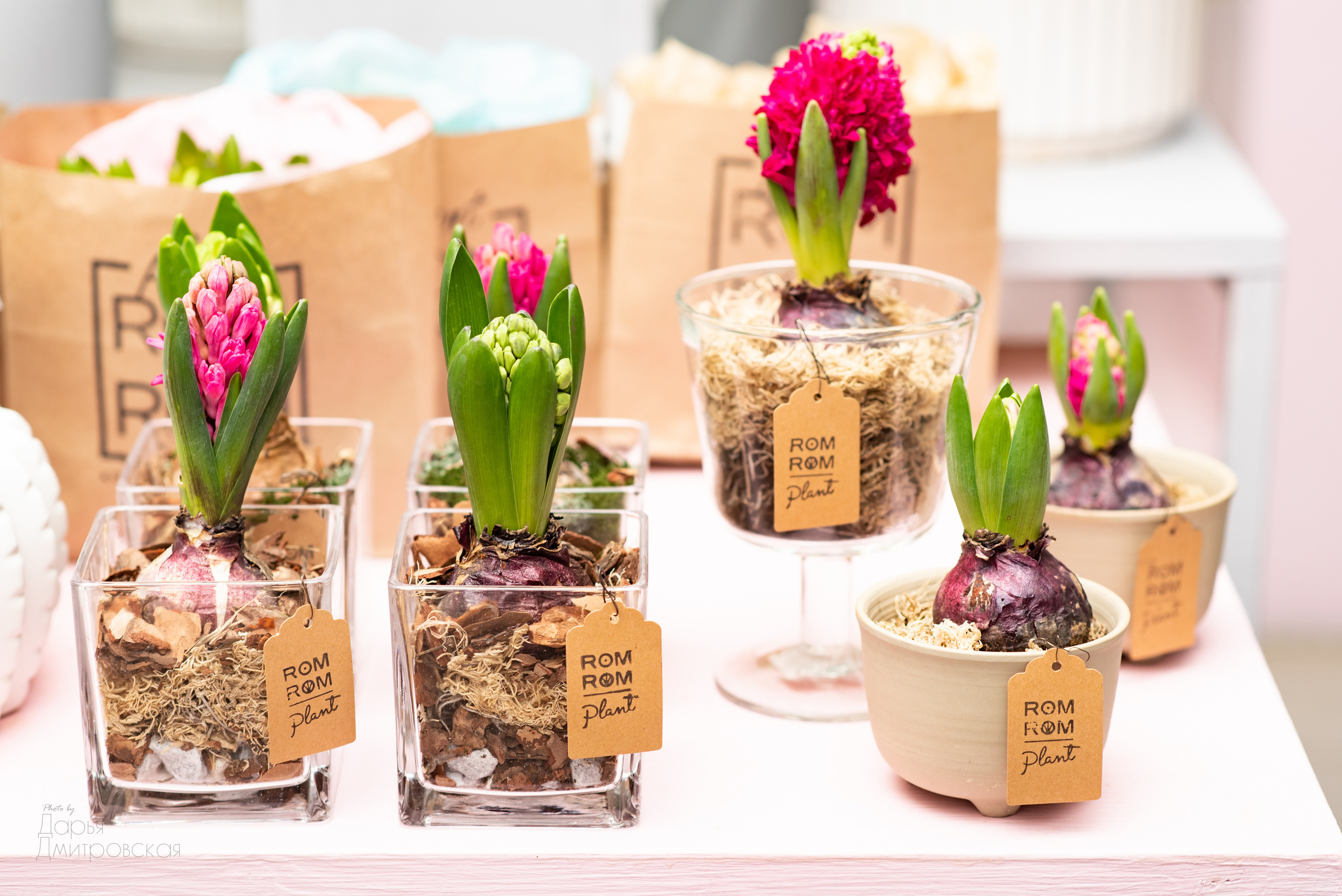 Room Room Plant. Фотограф в Москве Дмитровская Дарья