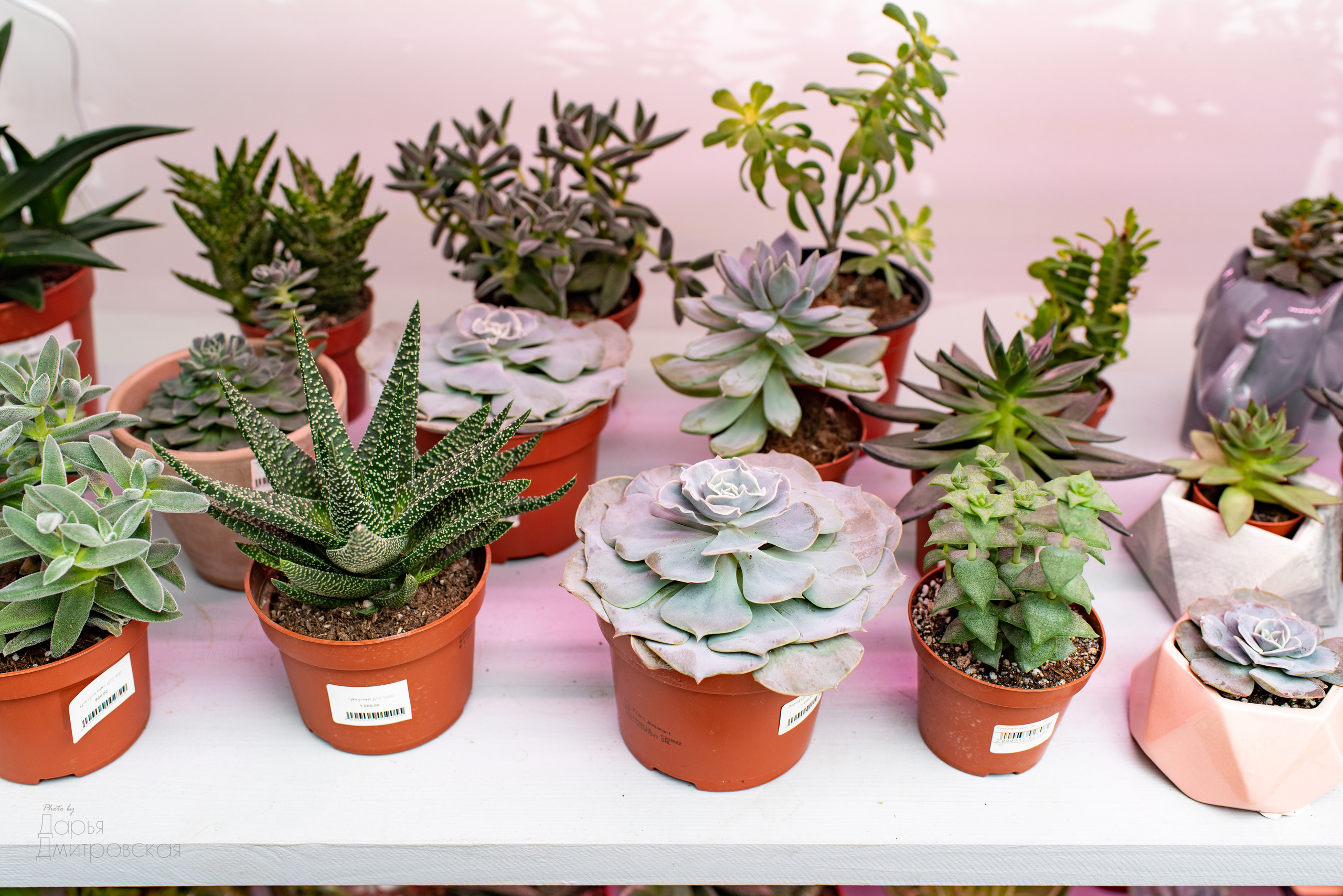 Room Room Plant. Фотограф в Москве Дмитровская Дарья