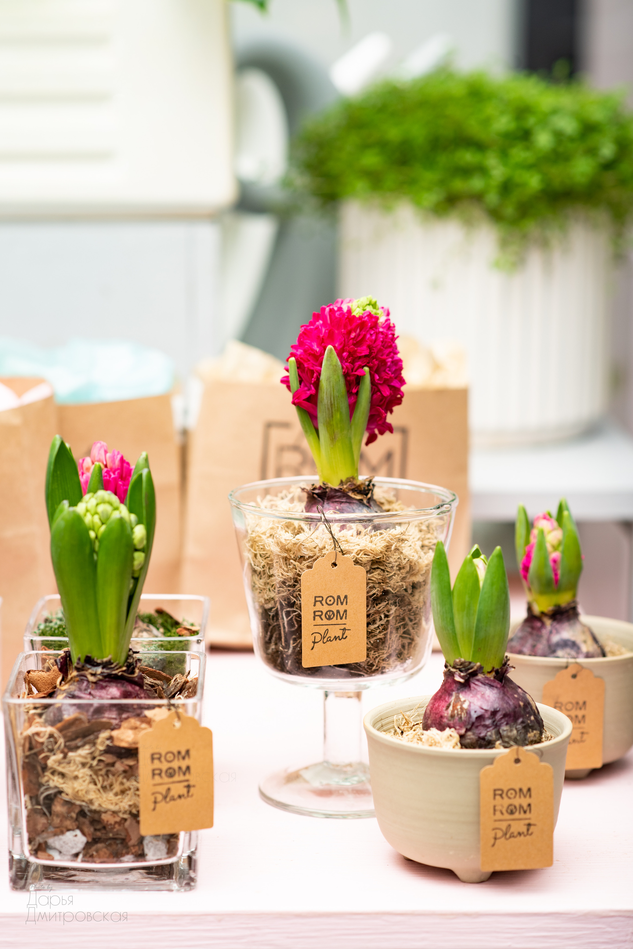 Room Room Plant. Фотограф в Москве Дмитровская Дарья