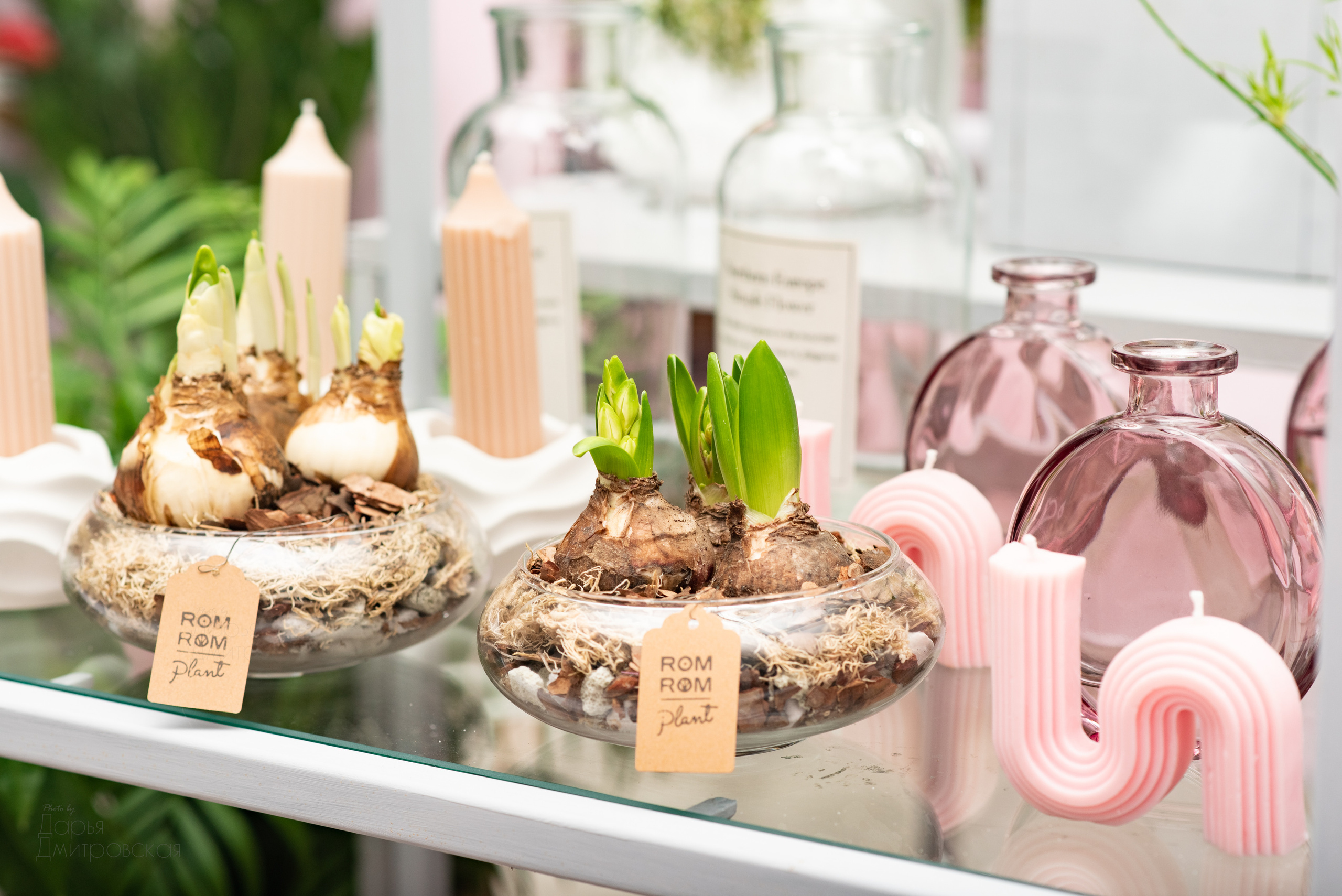 Room Room Plant. Фотограф в Москве Дмитровская Дарья