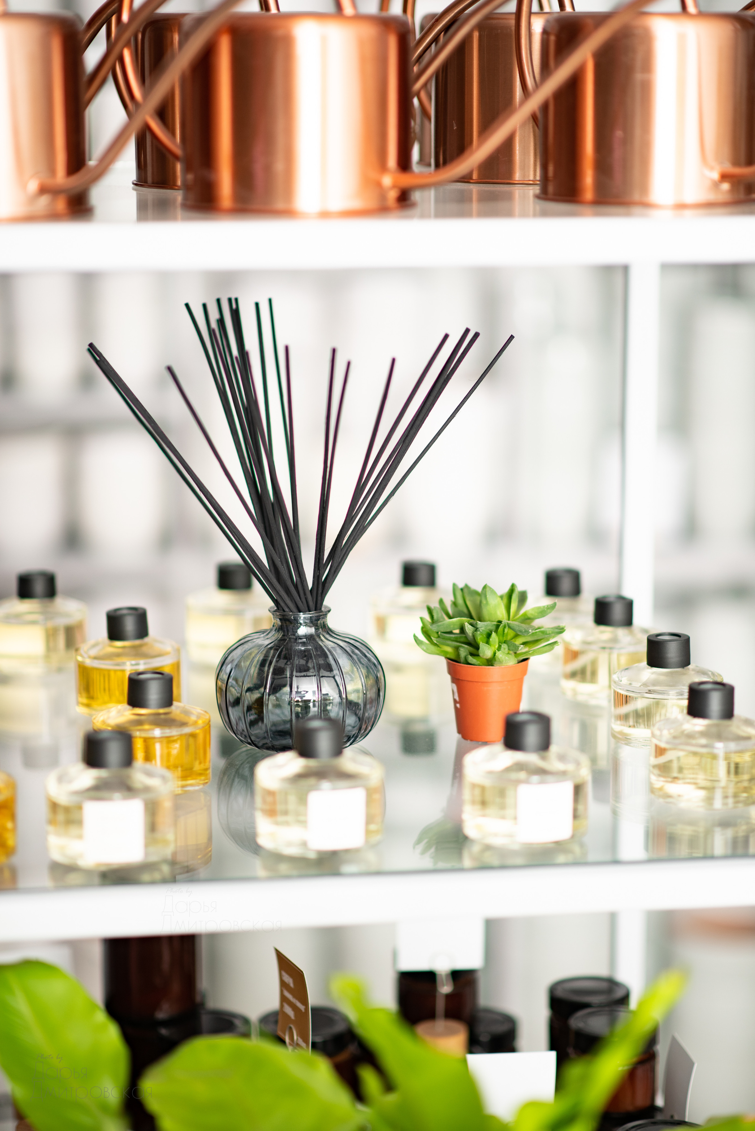 Room Room Plant. Фотограф в Москве Дмитровская Дарья