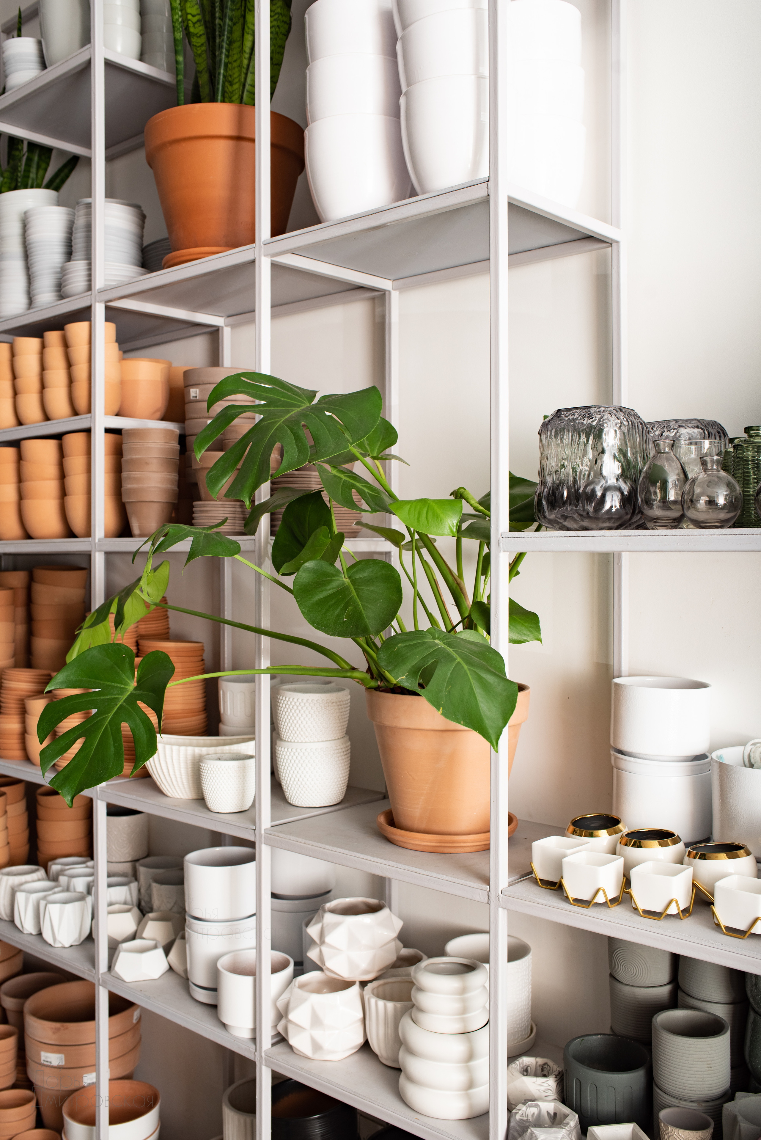 Room Room Plant. Фотограф в Москве Дмитровская Дарья