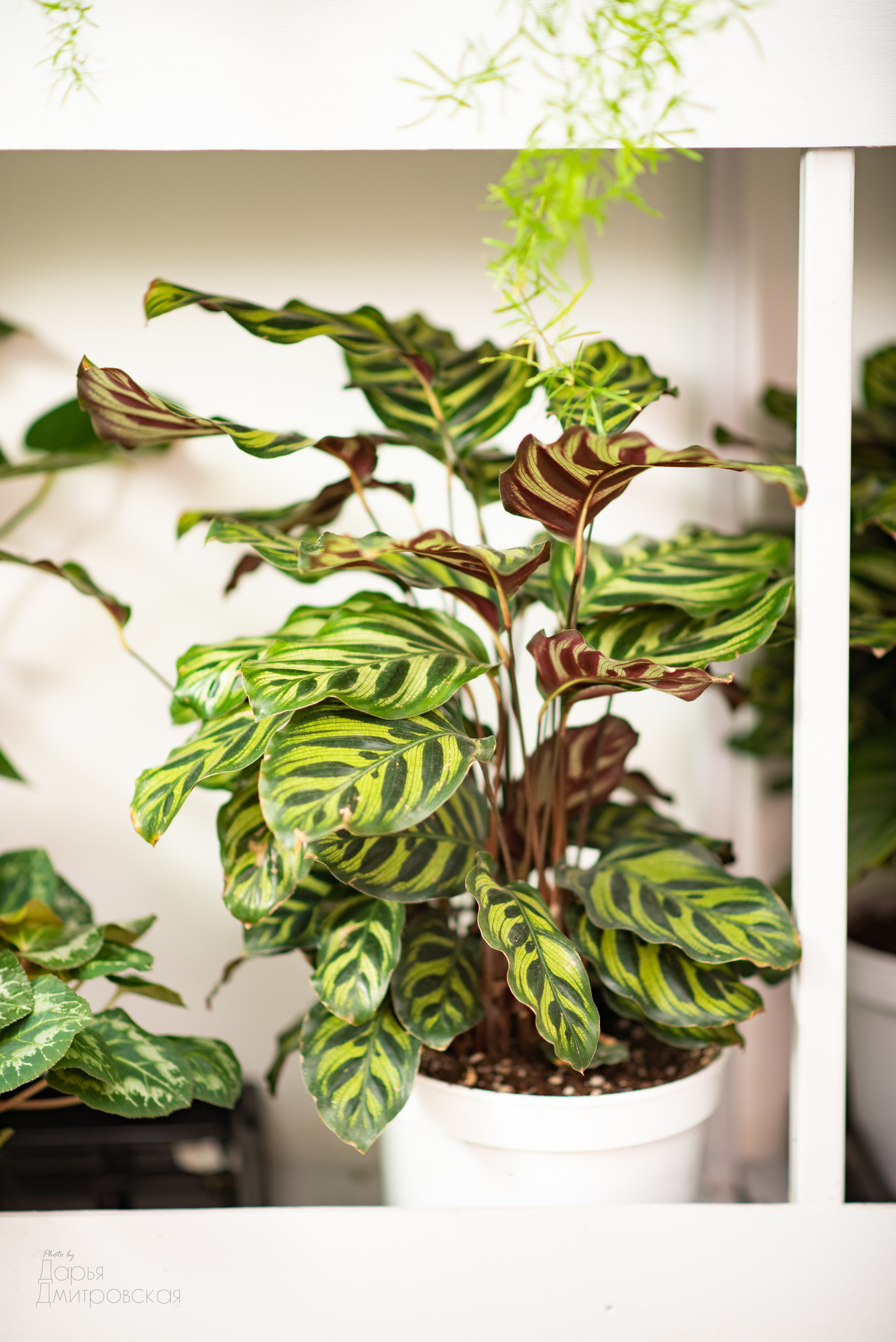 Room Room Plant. Фотограф в Москве Дмитровская Дарья