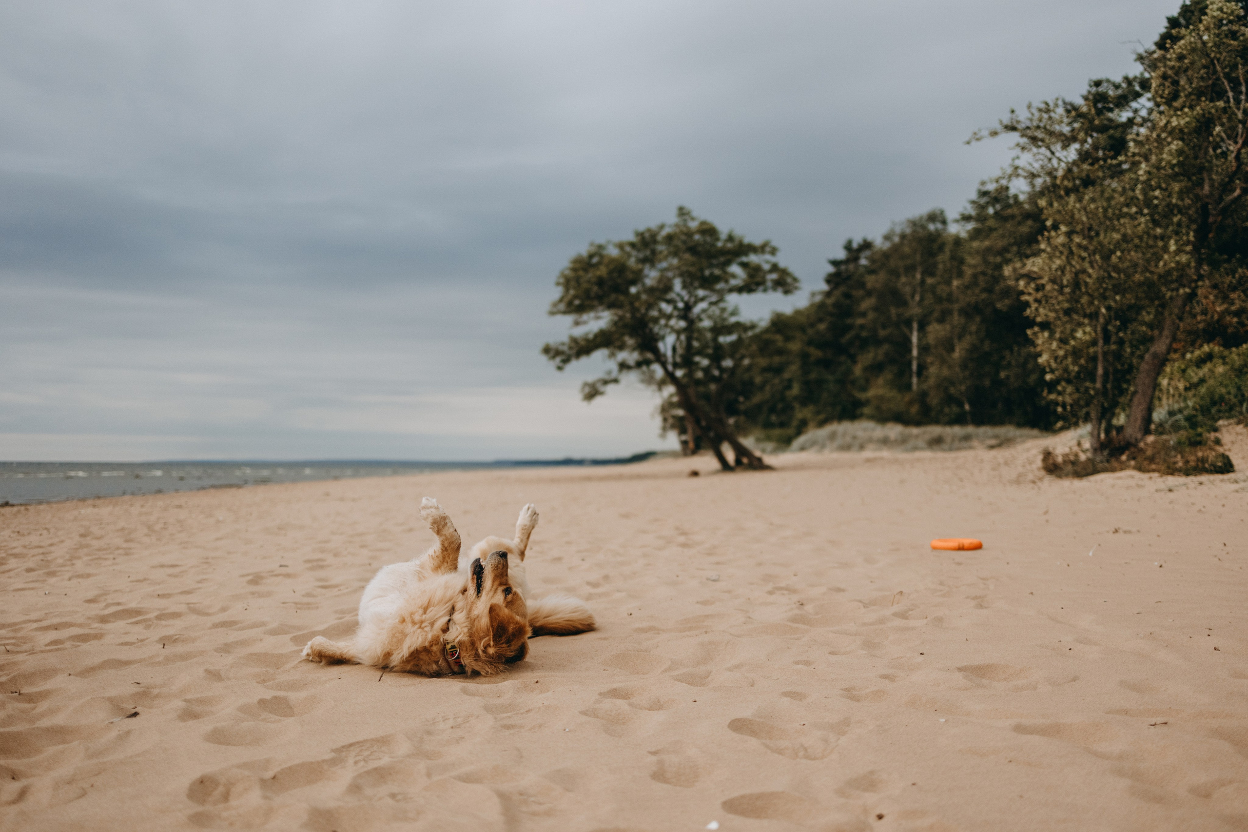 Фоси и его семьи. Фотограф — Анималист | Санкт-Петербург
