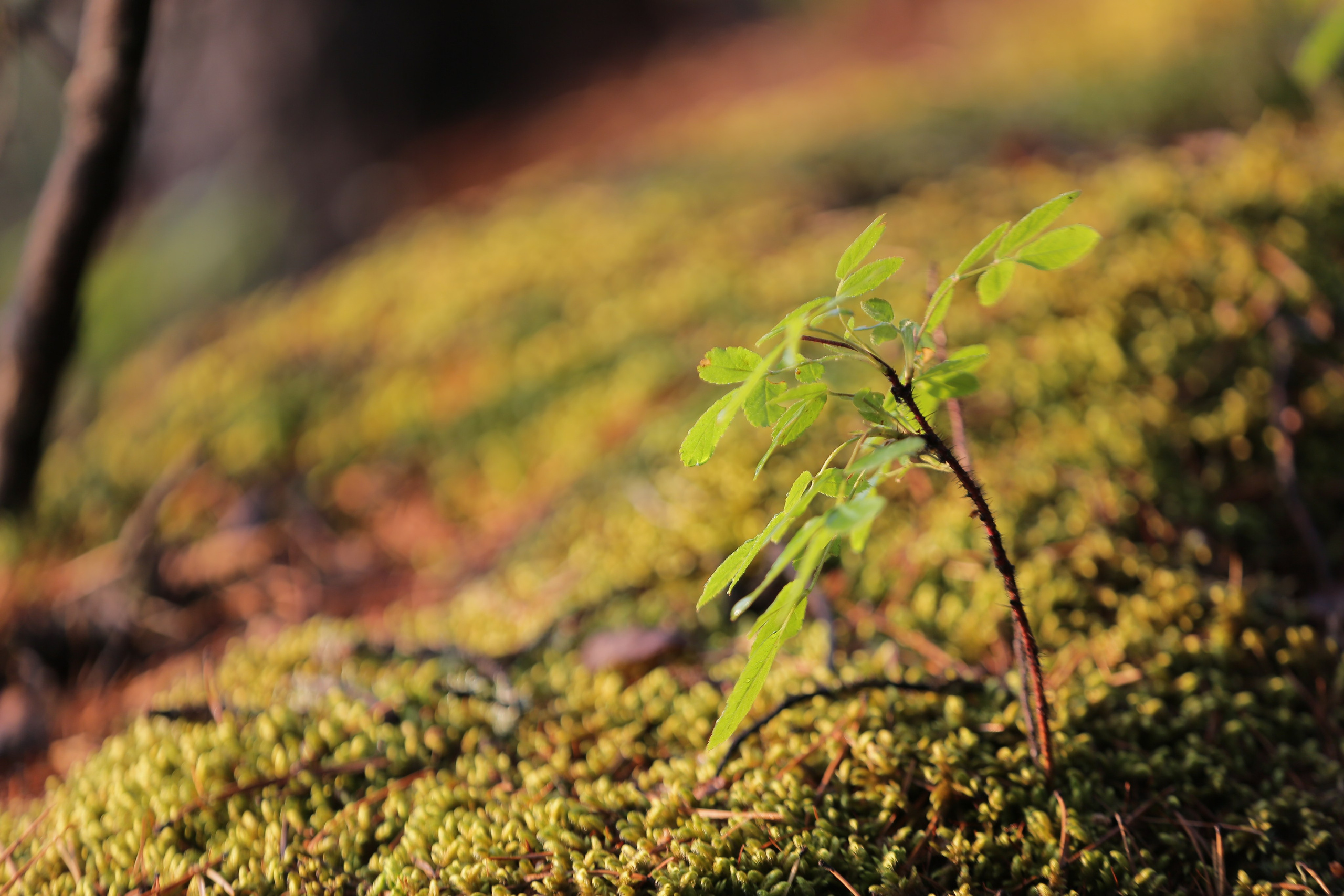 Фото Природы Забайкалья. Студия Максима Белослюдцева