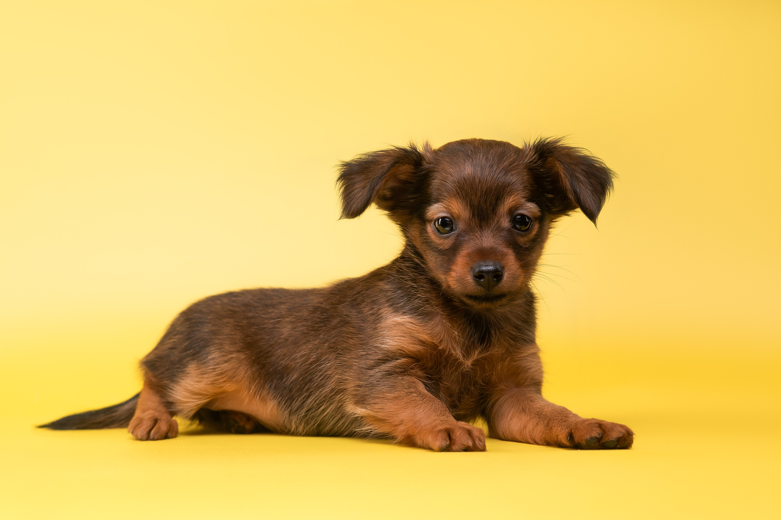 Пражские крысарики — 02.04.2025. Фотограф — Анималист | Анна Абрамова