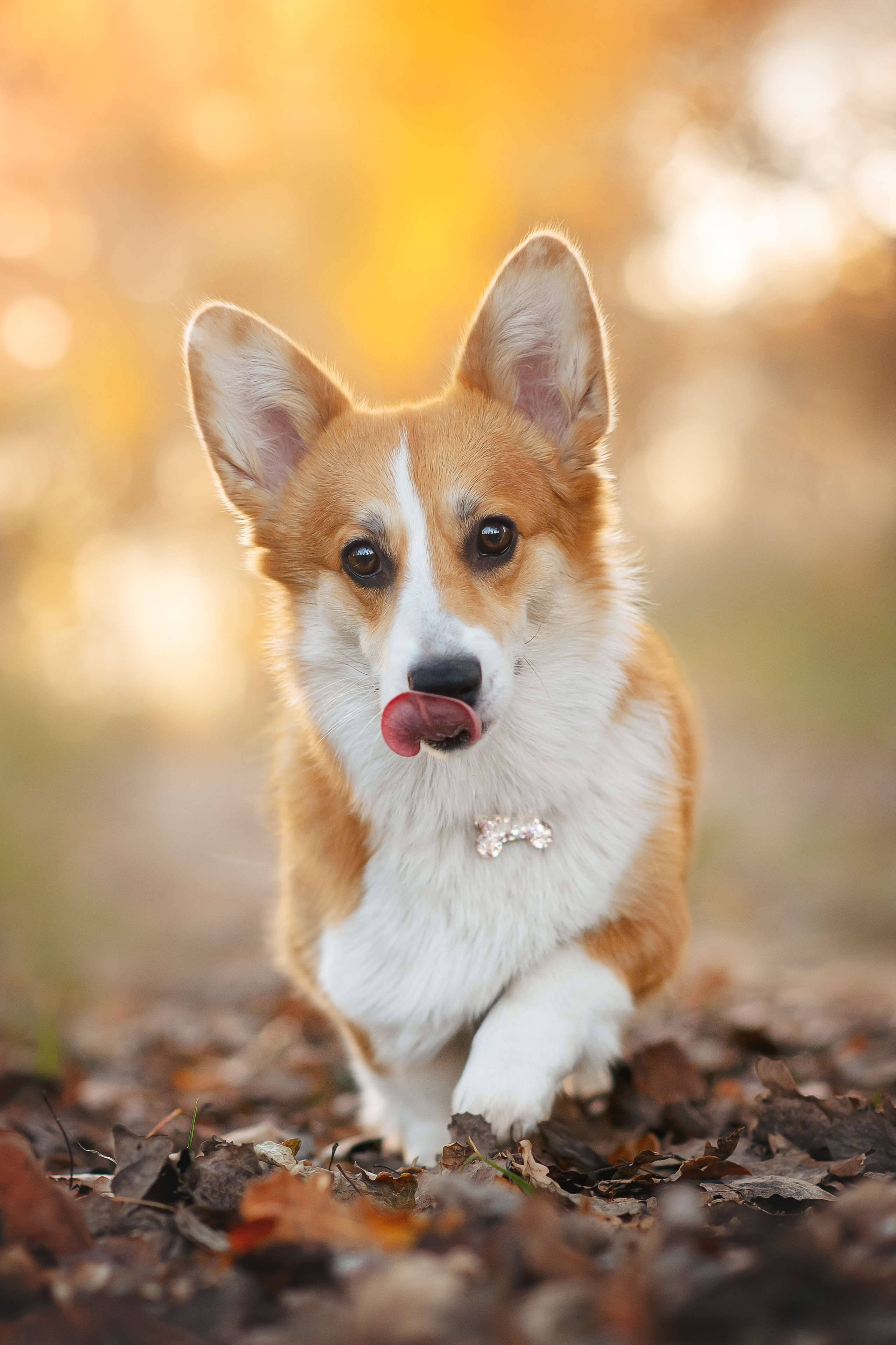 Максим, Аня и Челси — 19.10.2024. Фотограф — Анималист | Анна Абрамова