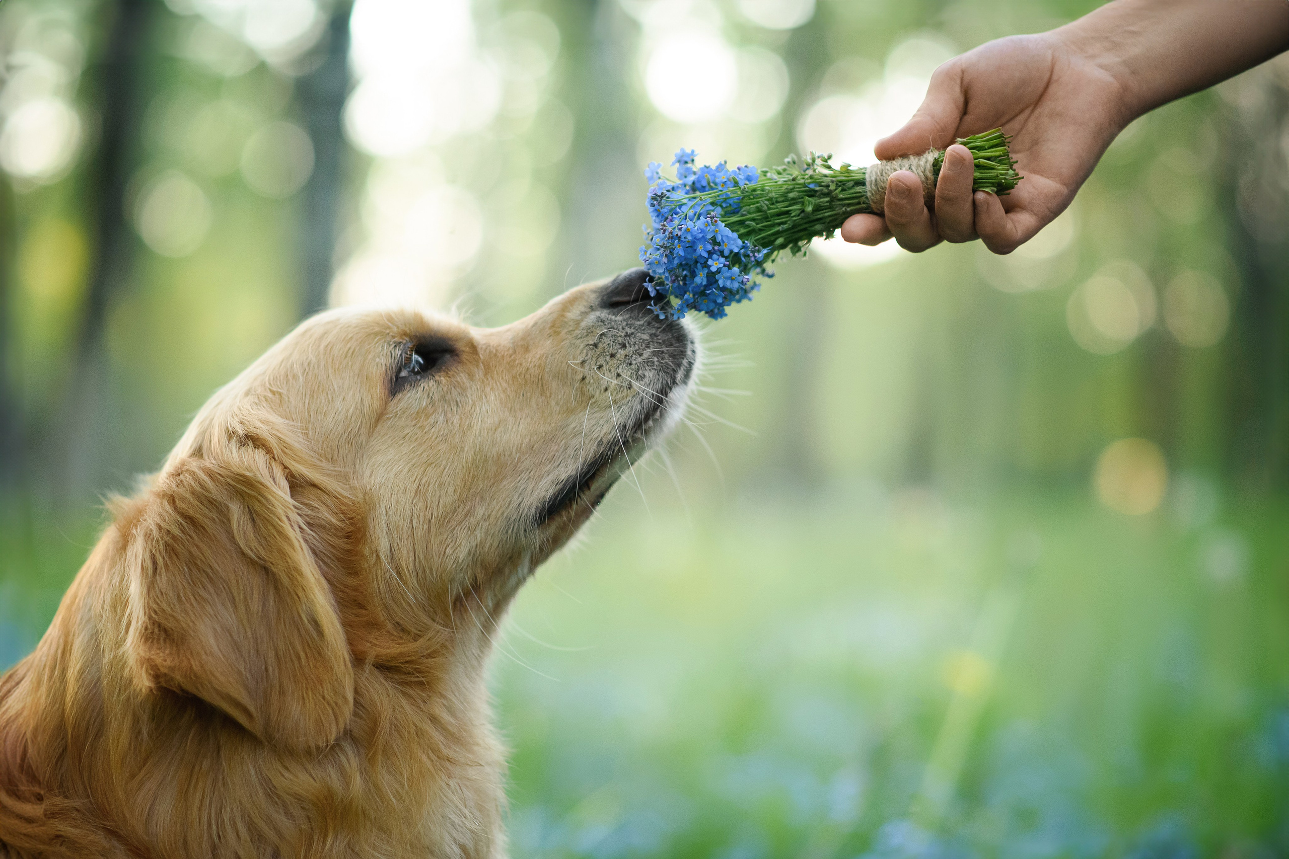 Степа, Йоки и Мята — 29.05.2024. Фотограф — Анималист | Анна Абрамова