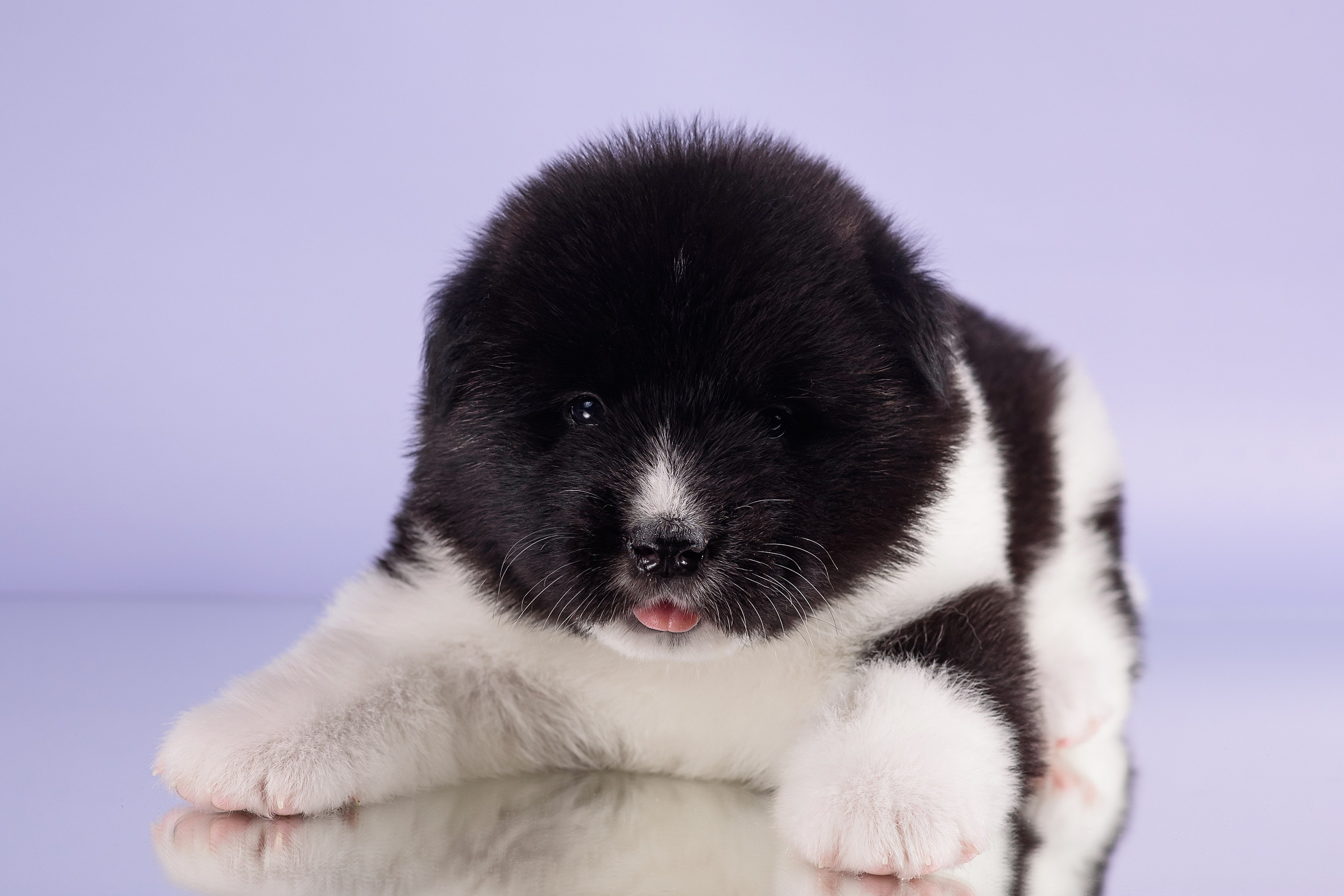 Щенки Американской Акиты — 04.11.2024. Фотограф — Анималист | Анна Абрамова