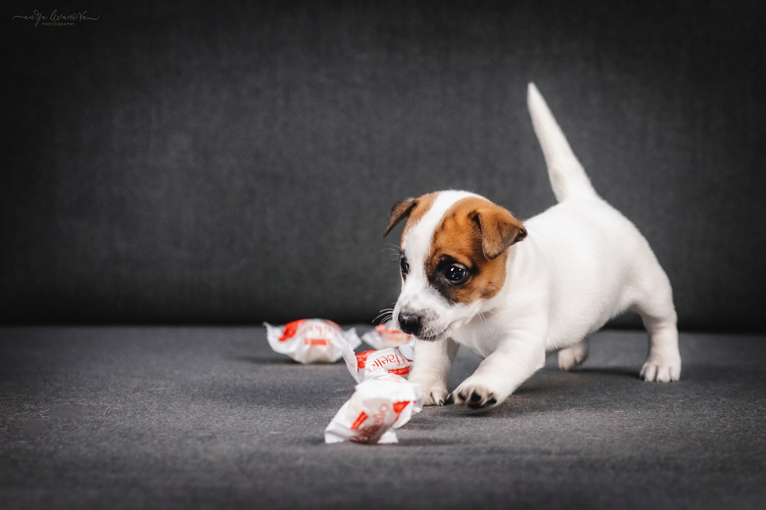 Джеки. Фотограф анималист Аня Ливанова | Рыбинск