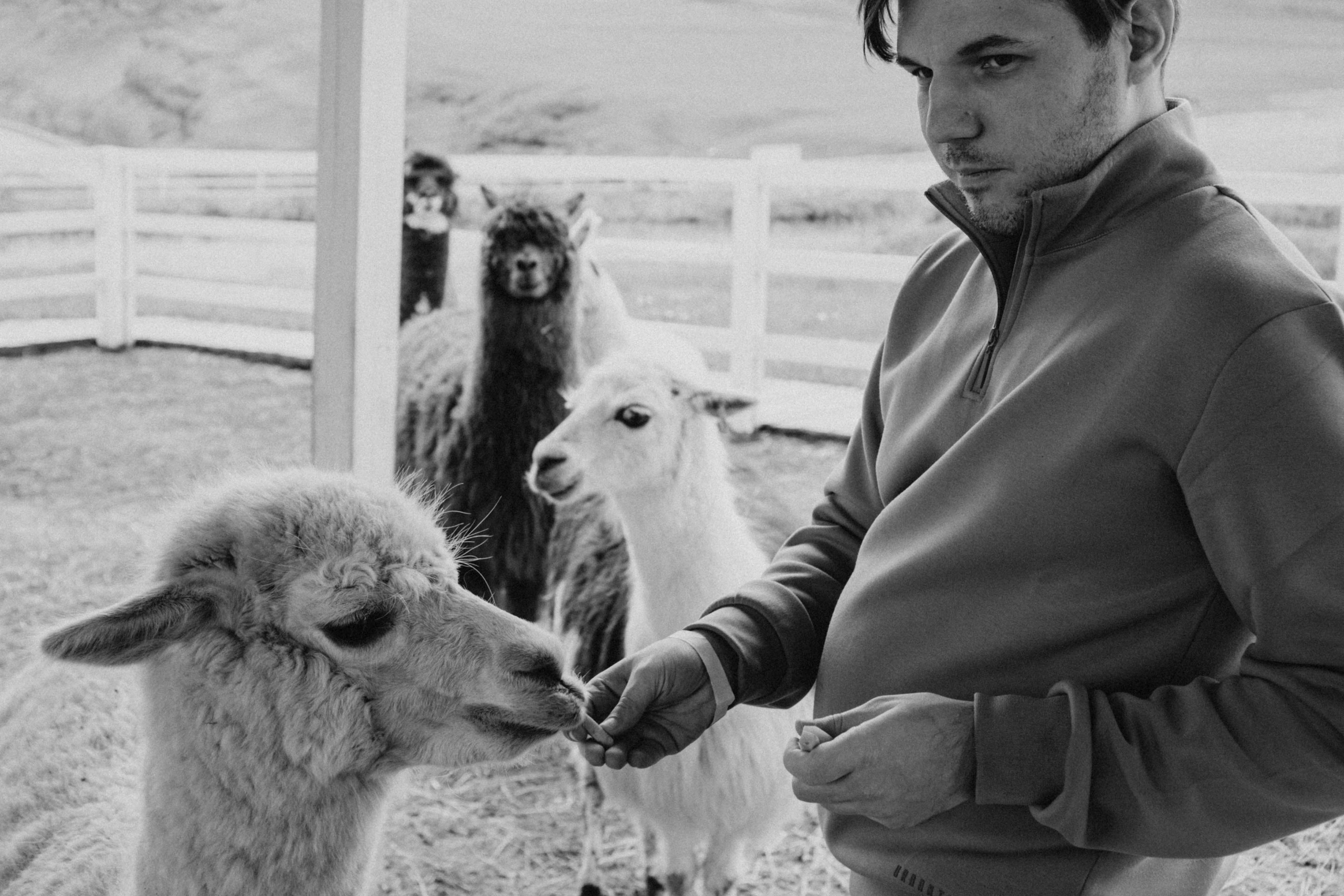 Ферма Альпак. Профессиональный фотограф, Санкт-Петербург — Виктория Богомолова