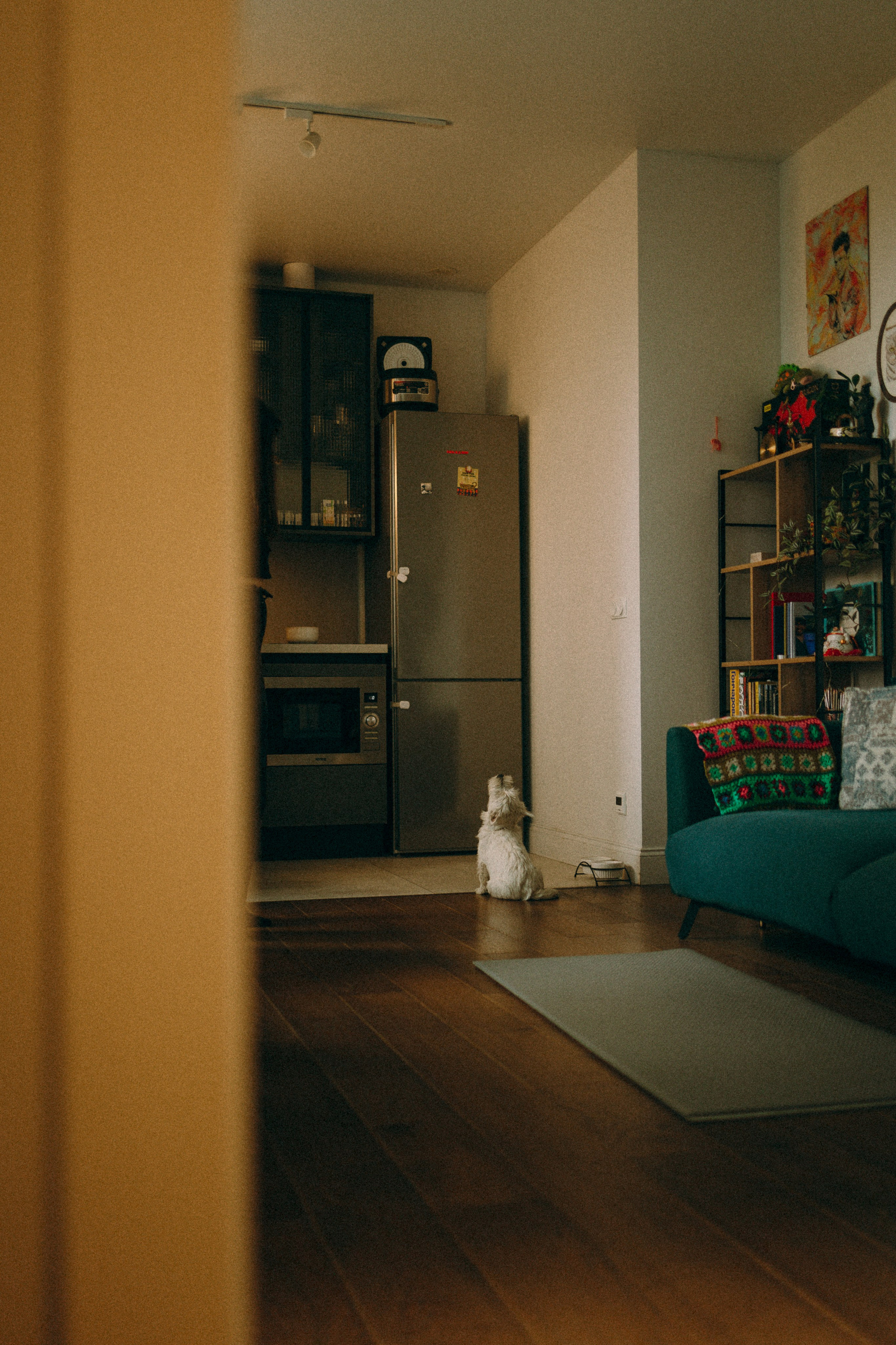 Снежуля, Мари и Саша. Фотограф анималист Анастасия Пикей