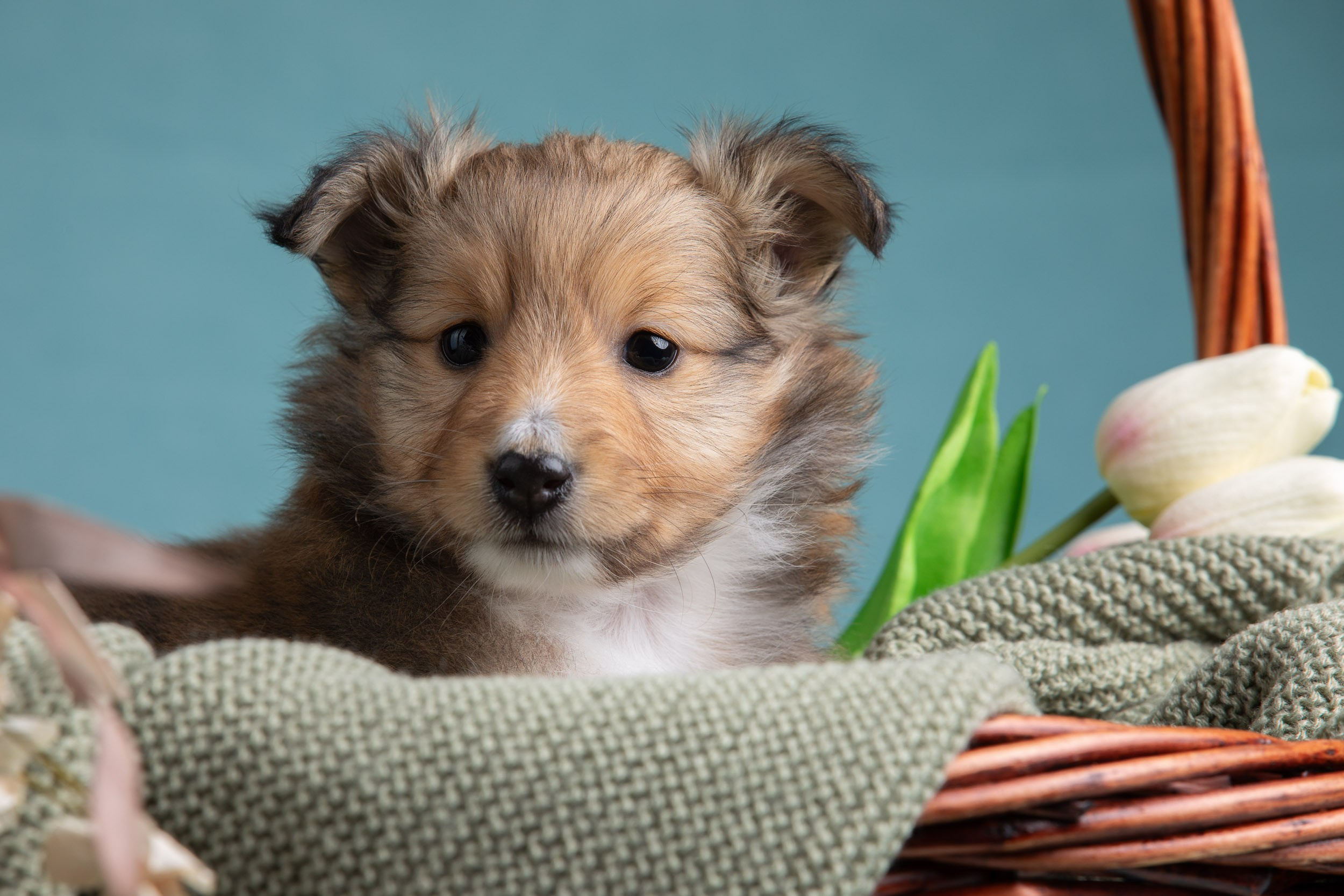 Фото соболиных щенков шелти в возрасте 7 недель на голубом фоне. Фотограф-анималист в Москве и Московской области Татьяна Фролова