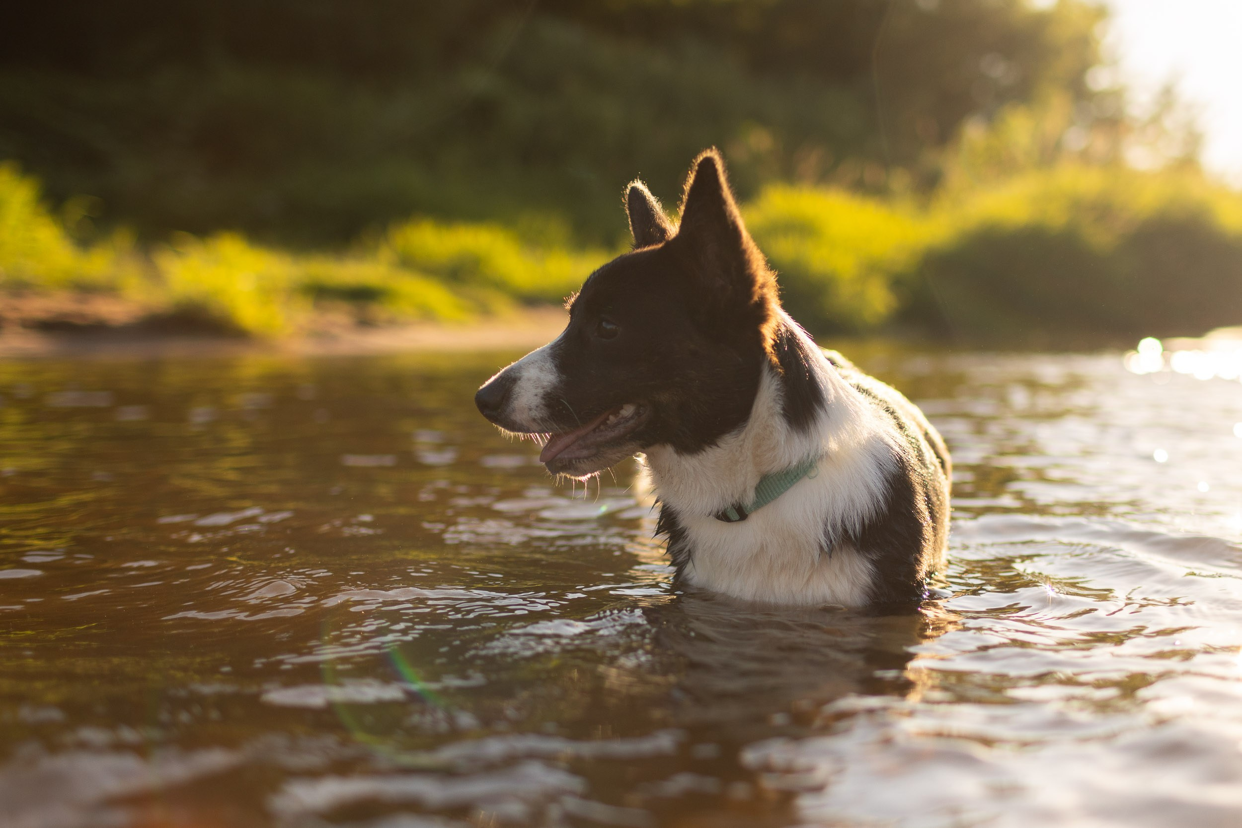 Купание щенков в стиле лайфстайл. Фотограф-анималист в Москве и Московской области Татьяна Фролова