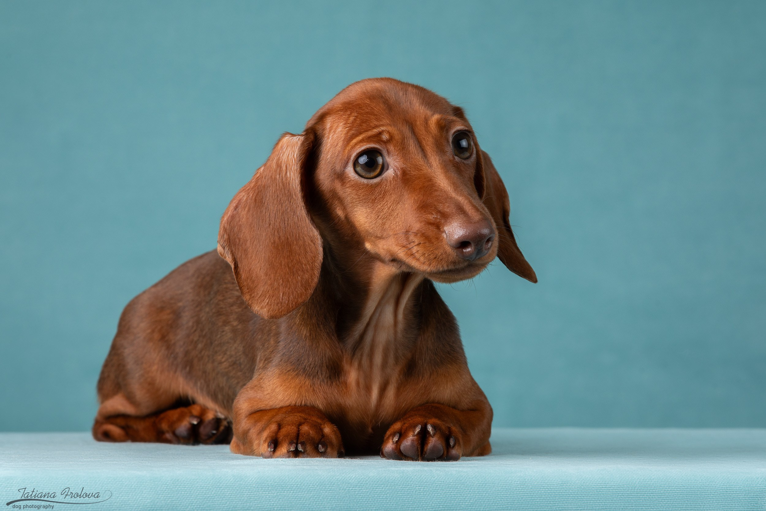 Съемка щенков таксы в минималистичном стиле. Фотограф-анималист в Москве и Московской области Татьяна Фролова