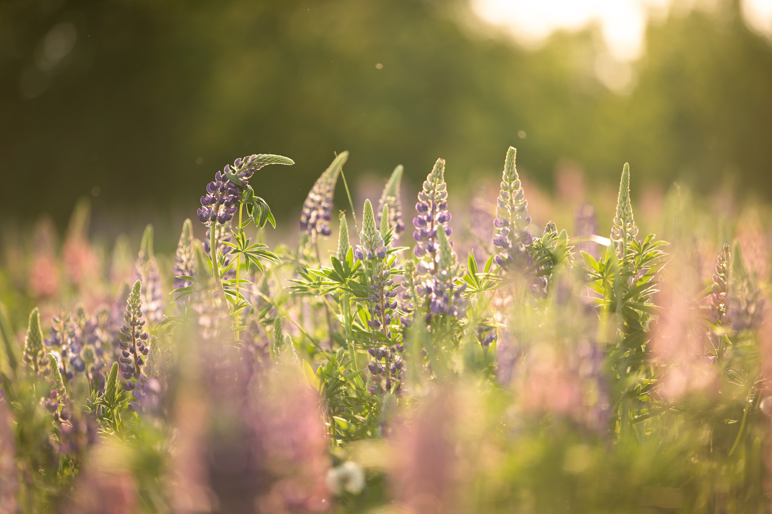 Щенок короткошерстной колли в 3 месяца на прогулке в поле. Фотограф-анималист в Москве и Московской области Татьяна Фролова