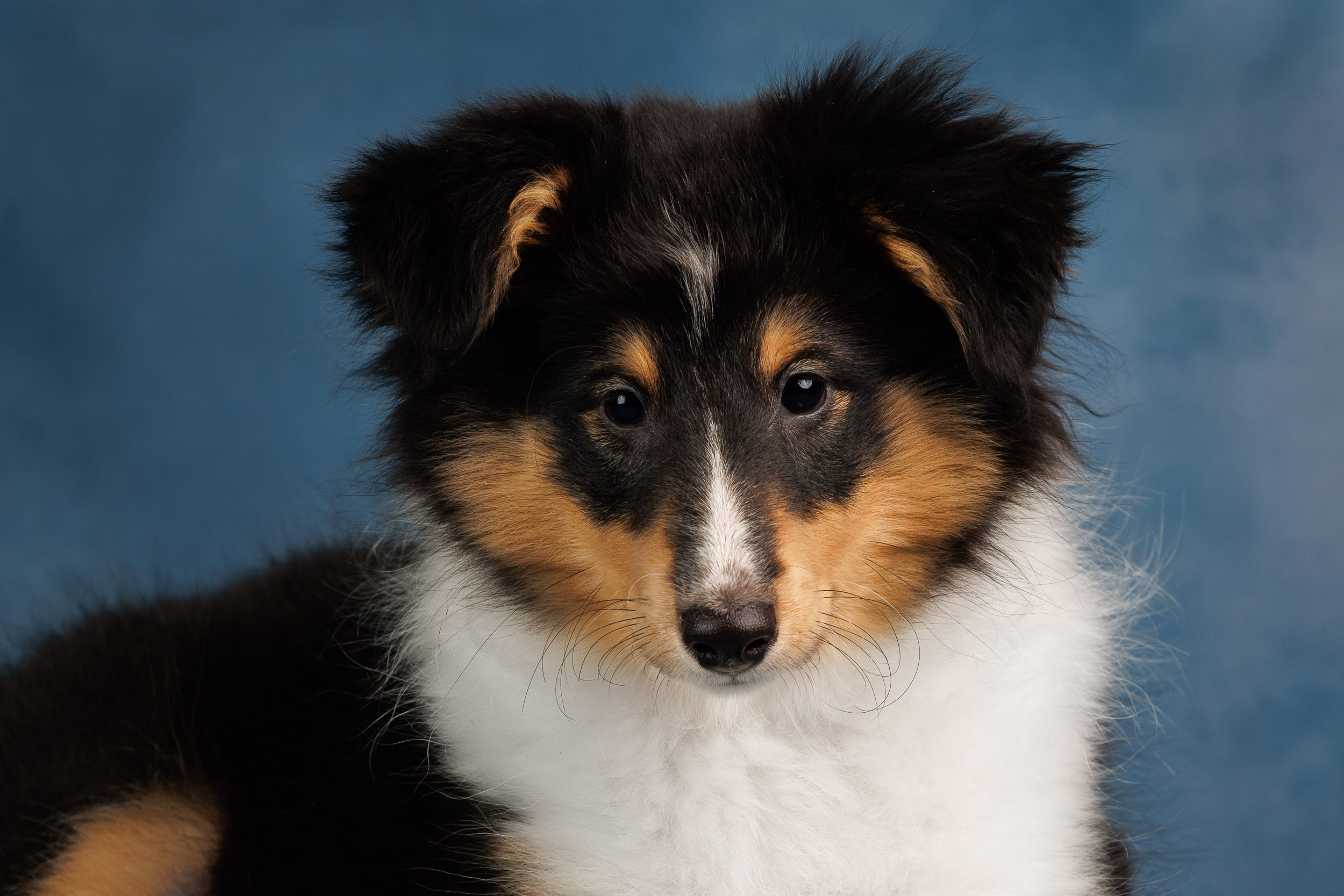 Шелтята Пушкино. Фотограф-анималист в Москве и Московской области Татьяна Фролова