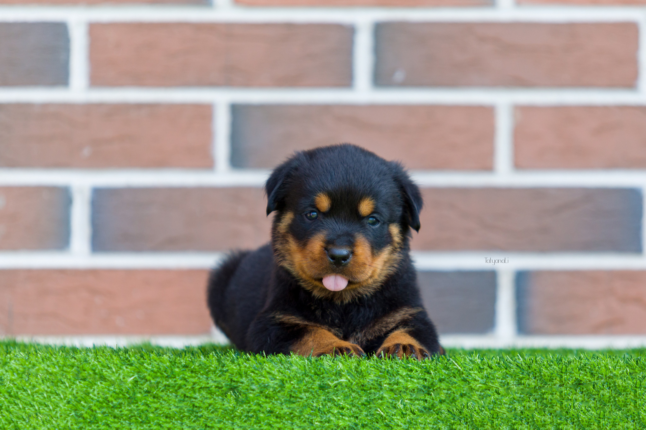 Ротвейлер. Фотограф — анималист Татьяна Ли