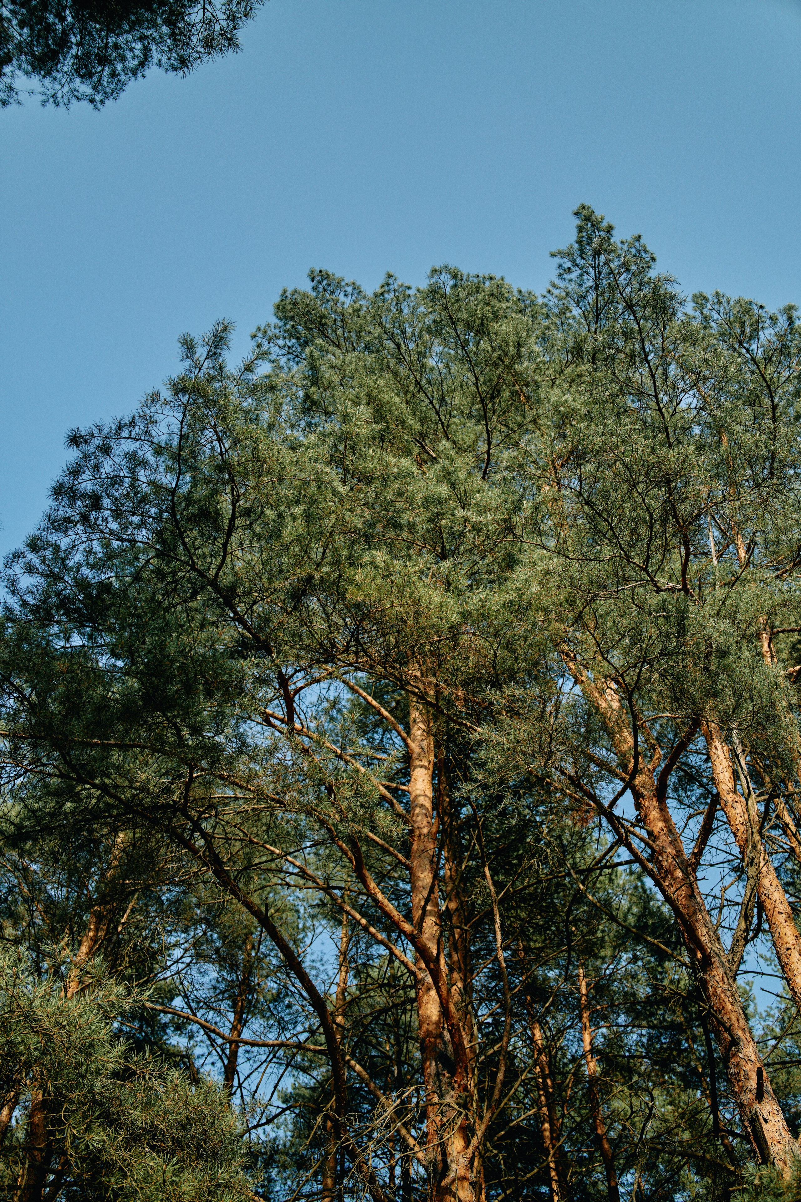 Бутик-отель Поле летом. Профессиональный Фотограф во Владимире, в Москве и в Суздале — Полина Романычева