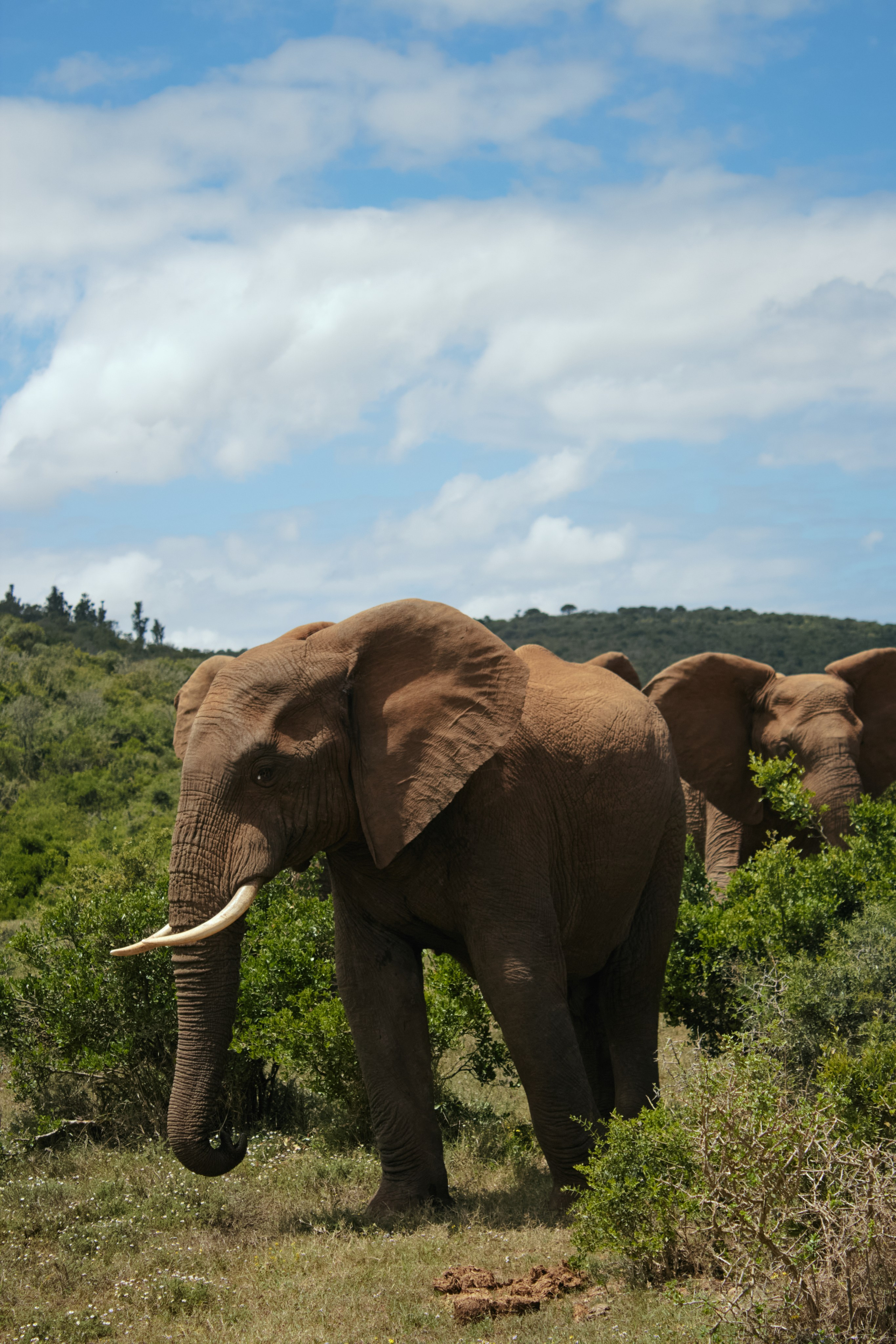 ЮАР. Профессиональный Фотограф во Владимире, в Москве и в Суздале — Полина Романычева