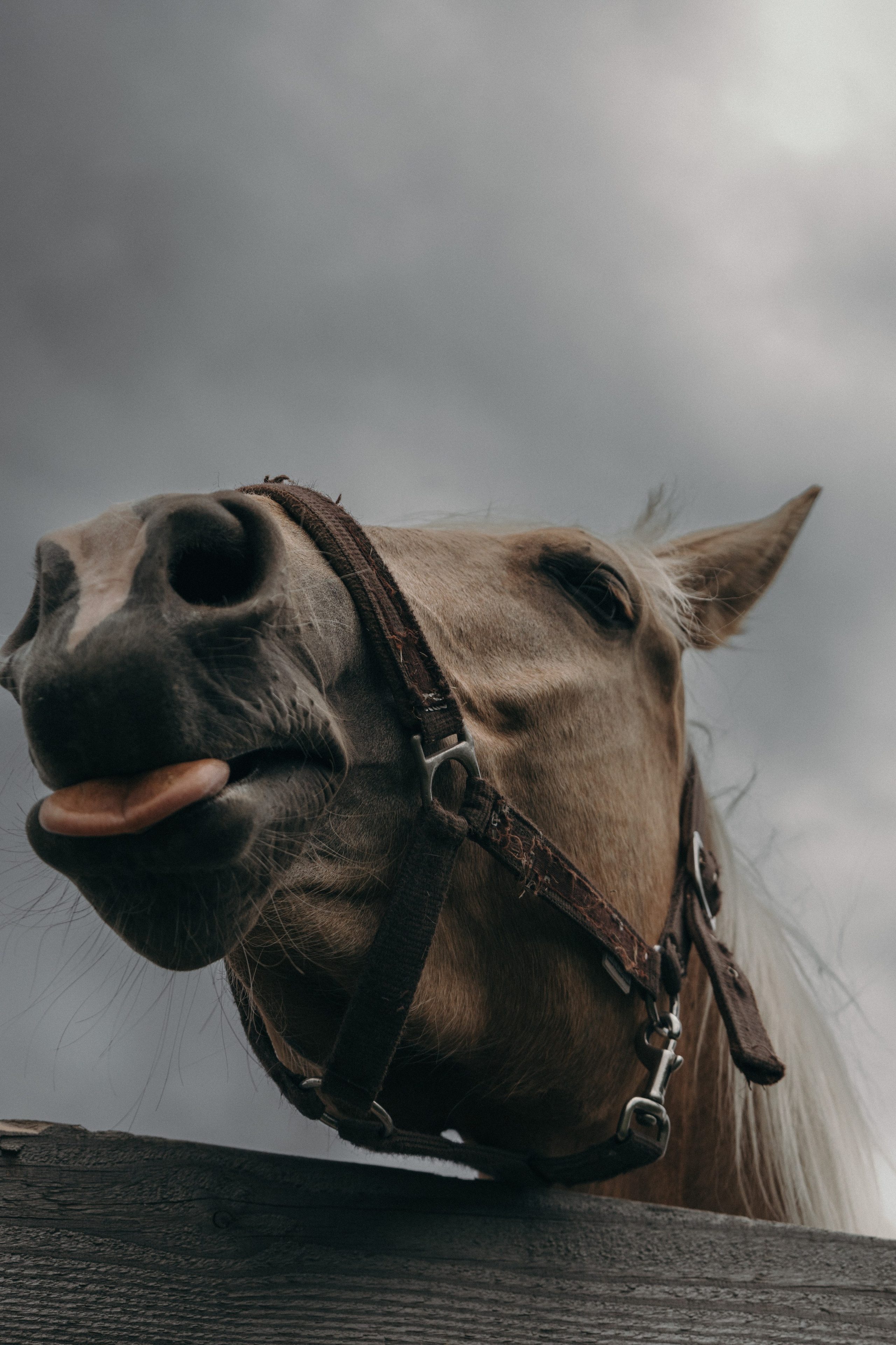 Фотосессия с лошадками Подмосковье. Семейный фотограф в Москве, Щелково, Фрязино _ Виктория Степанова