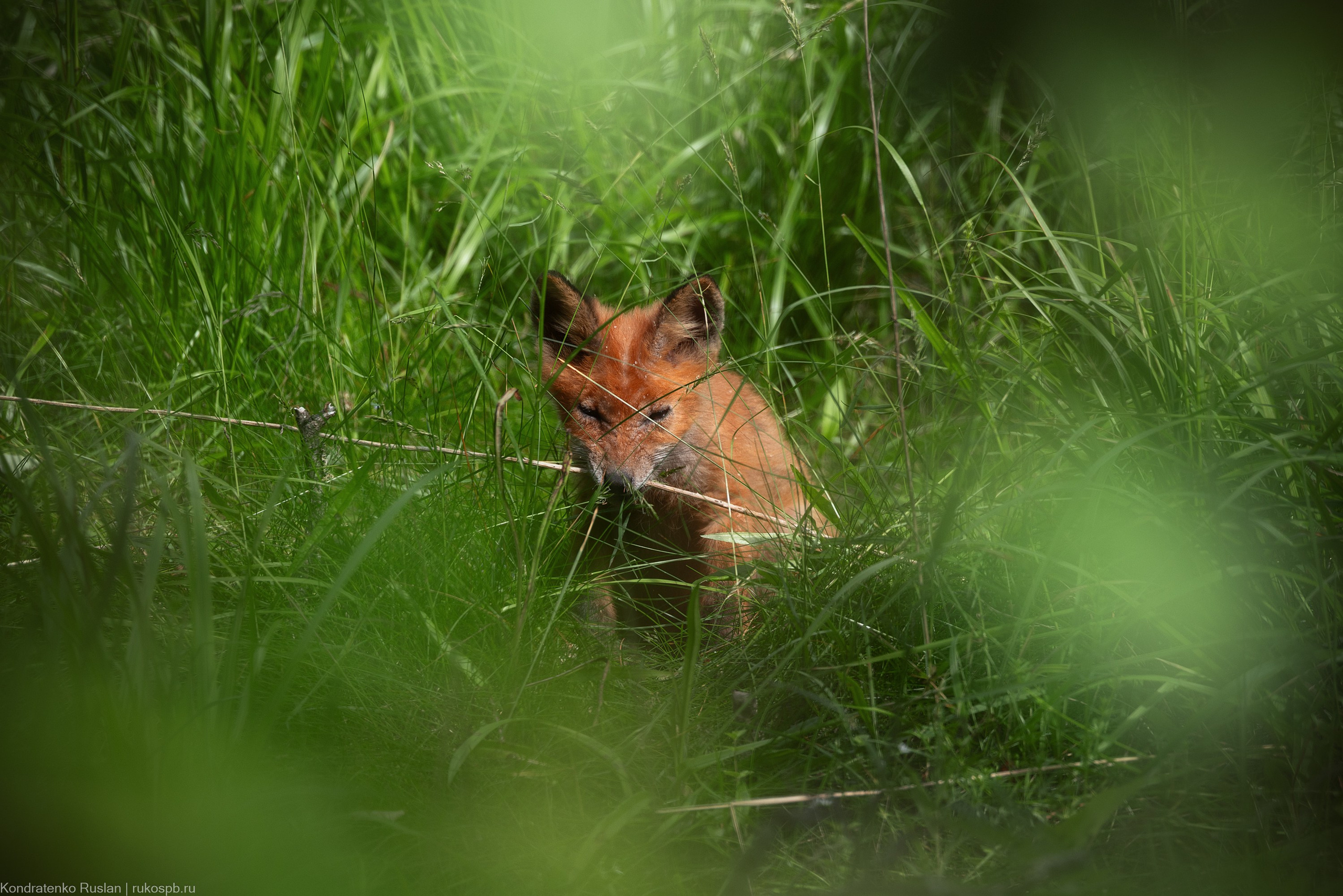 Лиса. Архитектурный и пейзажный фотограф Кондратенко Руслан, Санкт-Петербург