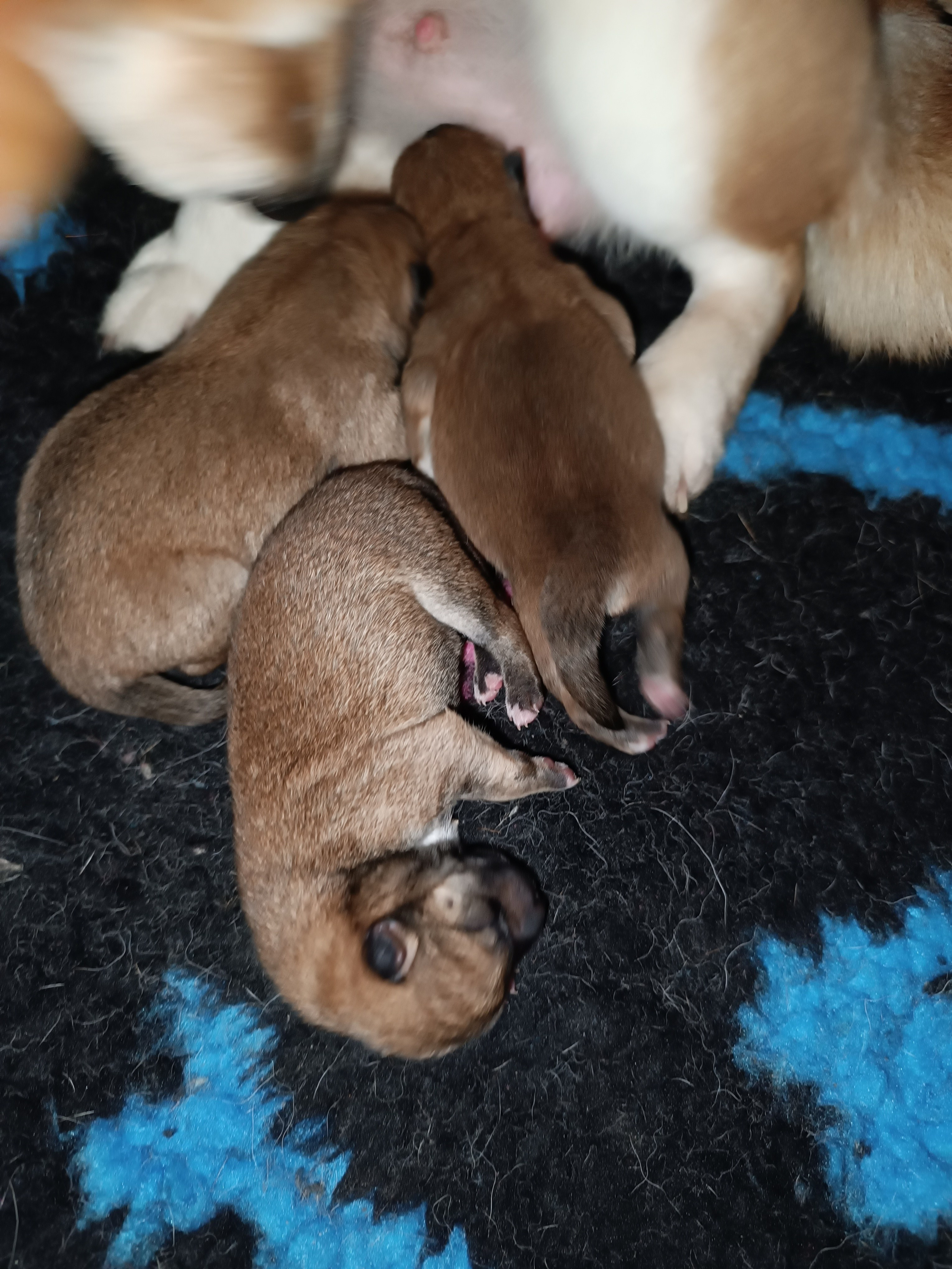 сиба питомник Рубилайт щенки на продажу rubylight  сиба щенки купить СПб Санкт-Петербург 