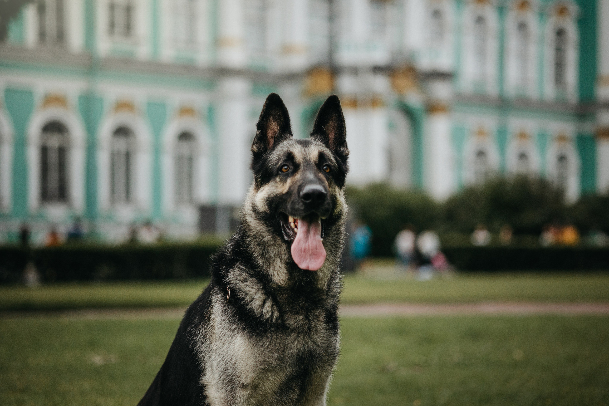 Рей и Ксения. Фотограф — Анималист | Санкт-Петербург