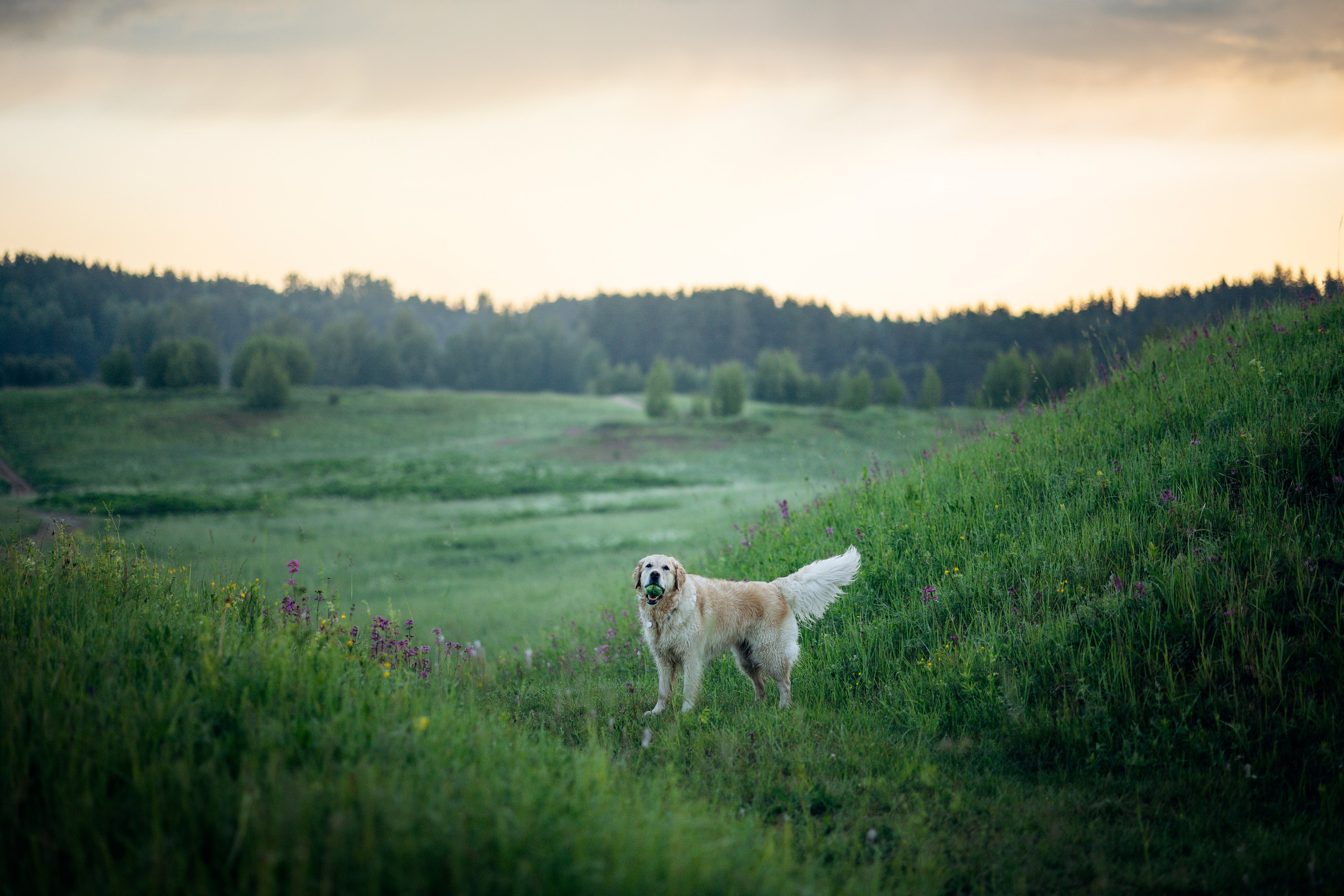 Юля и Руби. Фотограф — Анималист | Санкт-Петербург